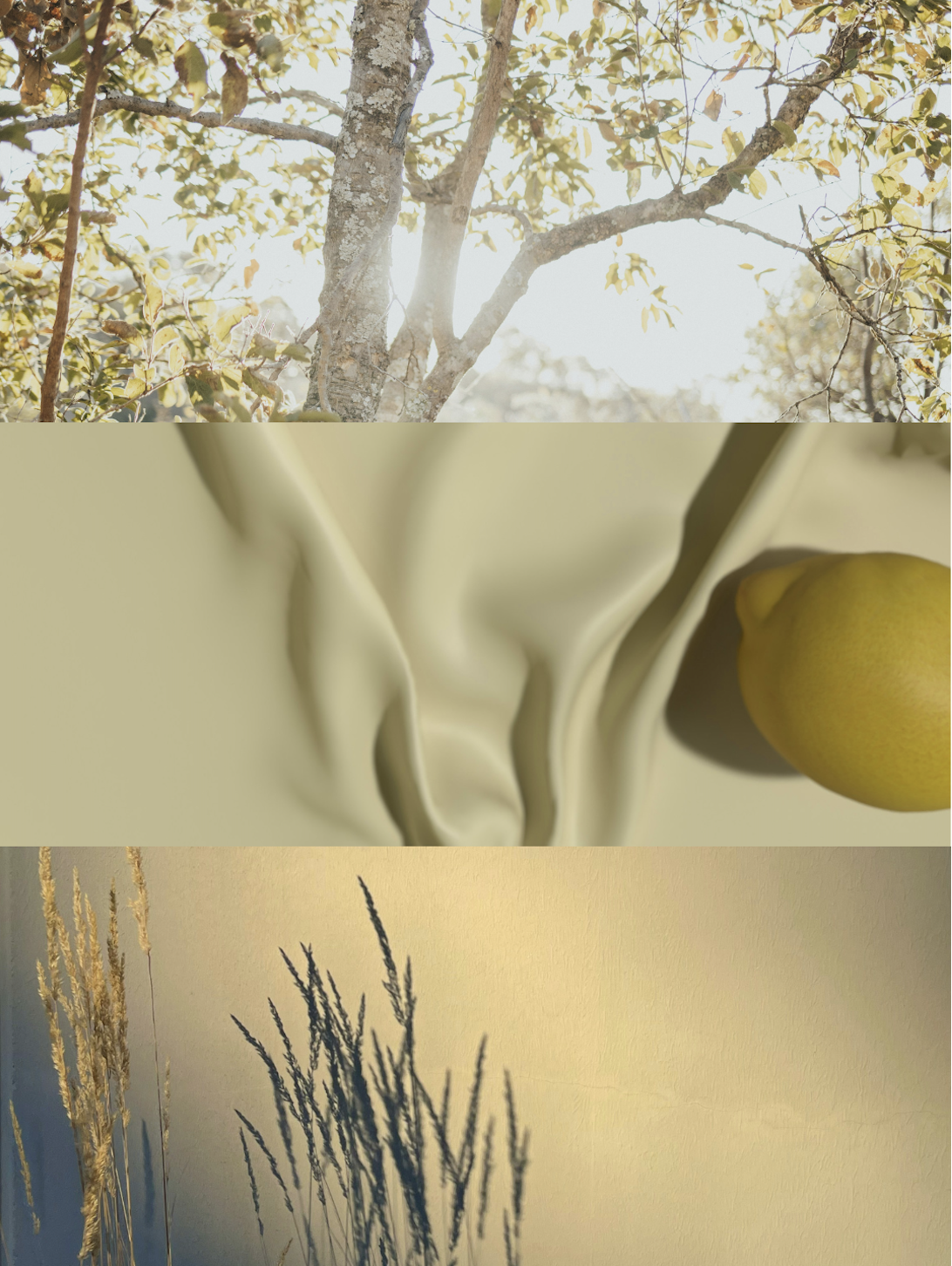 Start your Morning with Where Light Rests
