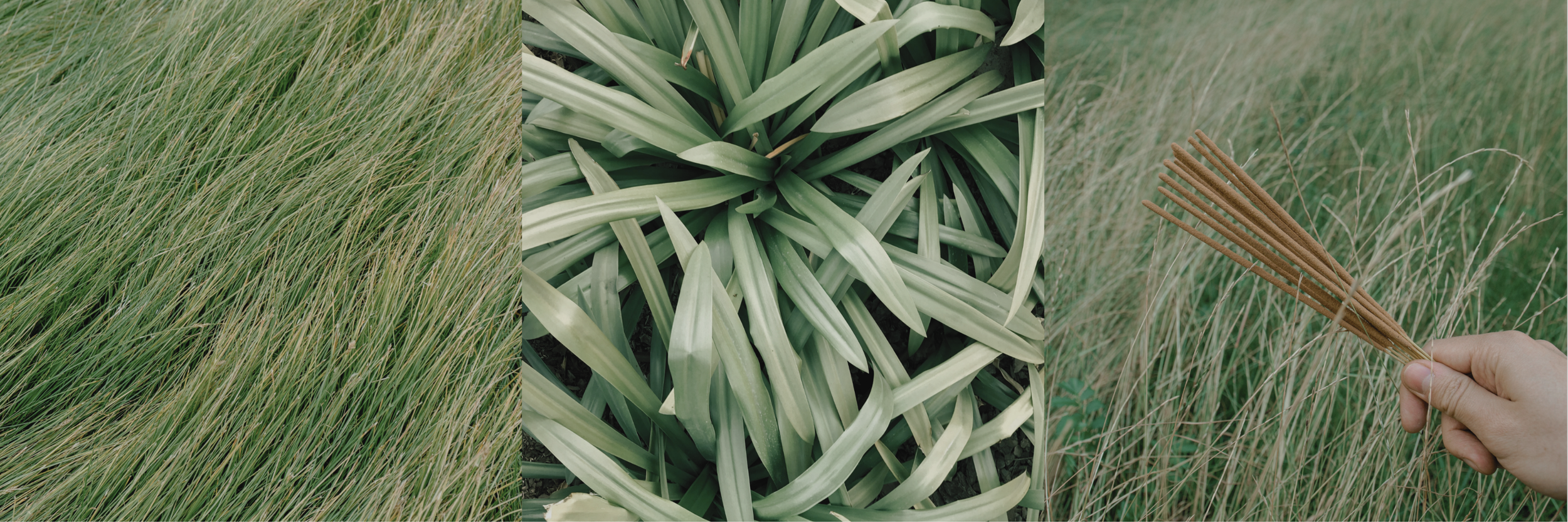 LEMONGRASS