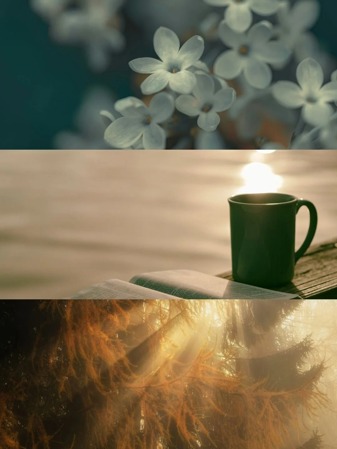 Capturing Tea Through Flowers and Wood with Cold Bloom
