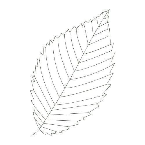 Outline of a leaf with visible veins on a black background.