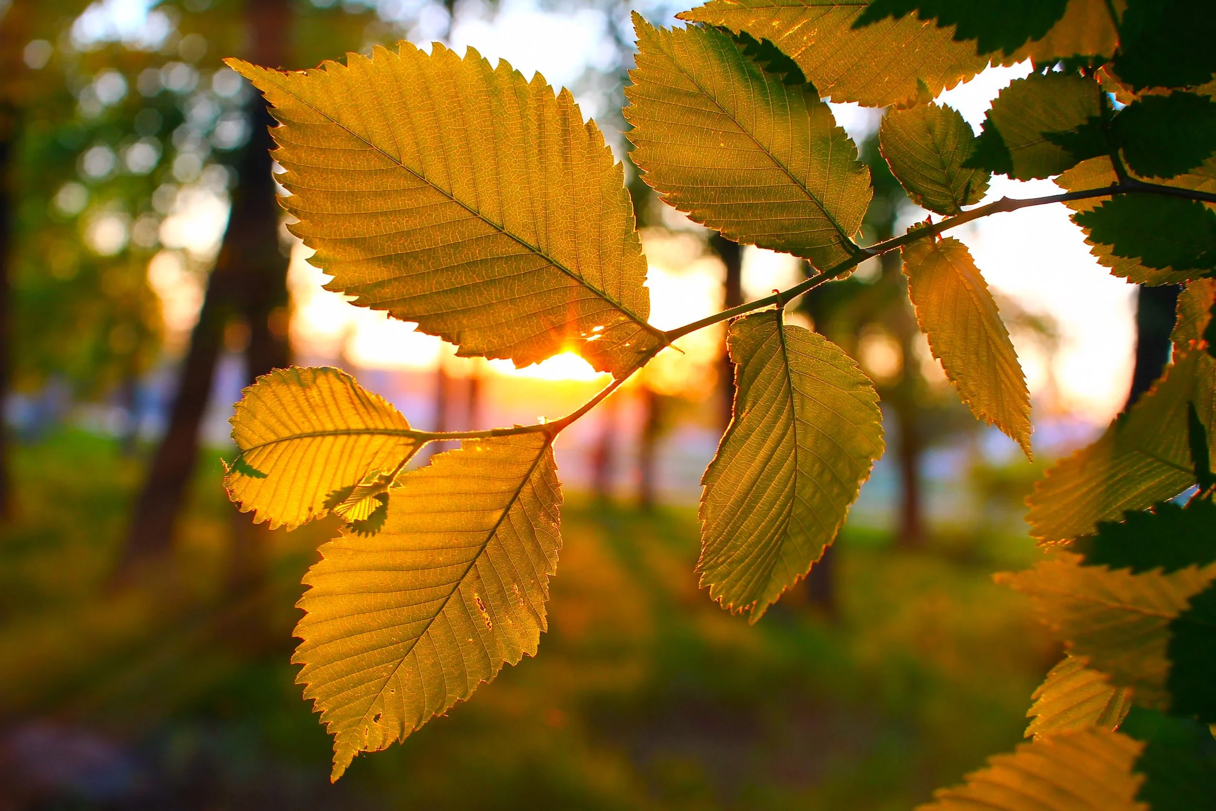 Sunlight shining through yellow and green autumn leaves on a branch, with a blurred background of trees and sunlight.
