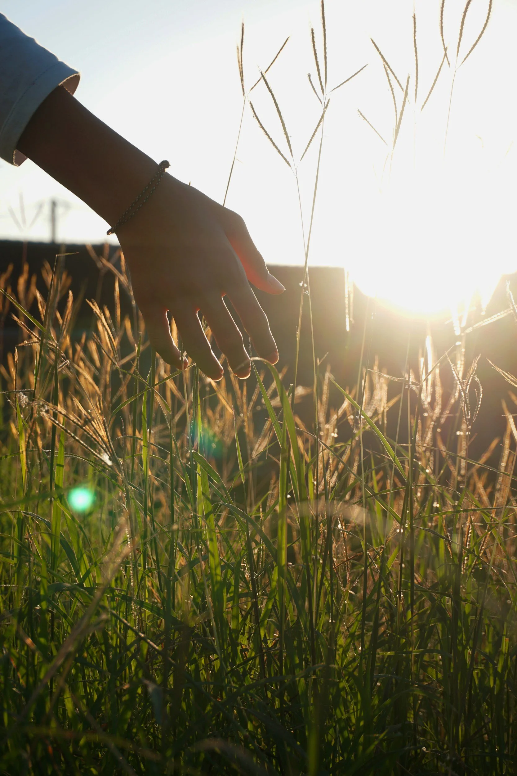 A person's hand reaches out to touch tall grass in a sunlit field, with the sun low in the sky creating a backlit scene.