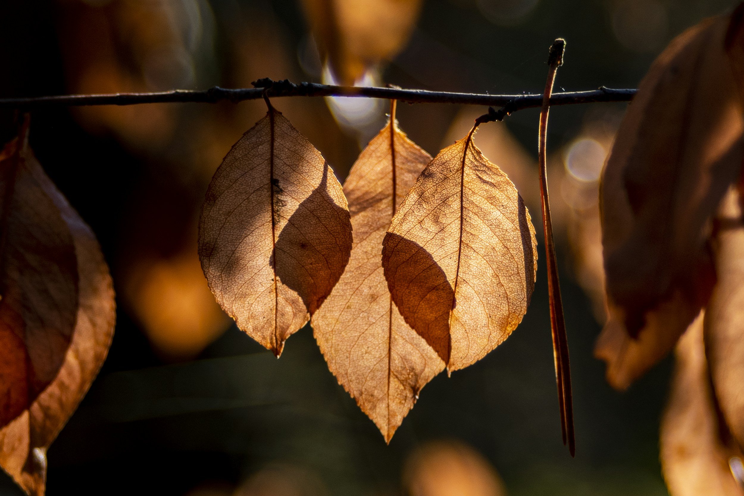 Close-up of three dried, brown leaves hanging from a branch with sunlight shining through them, creating intricate vein patterns.