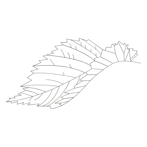 Outline drawing of a single leaf with detailed veins on a black background.