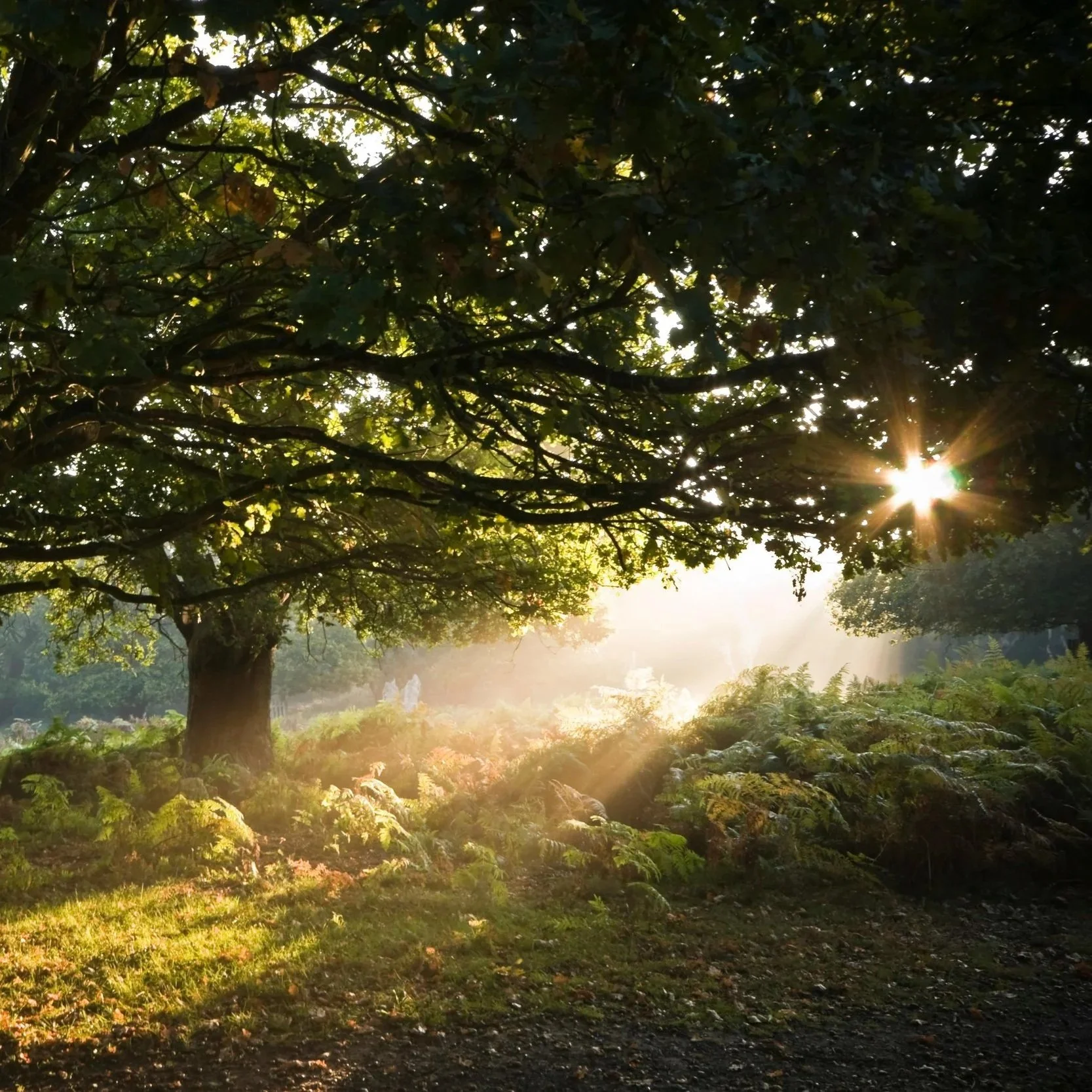Sunlight filtering through the branches of a large tree onto a grassy and fern-covered forest floor.