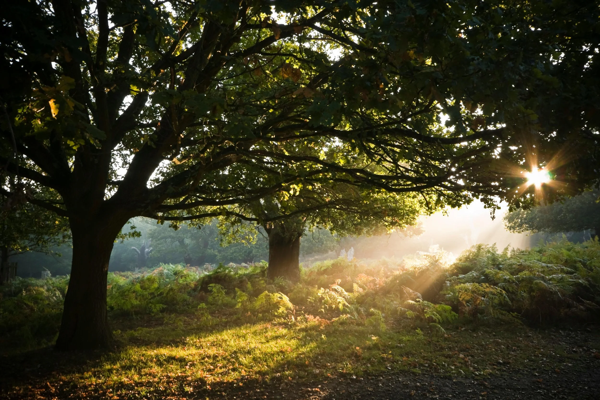 Sunlight filters through trees in a lush forest, creating a peaceful and natural scene with green foliage and a glowing atmosphere.