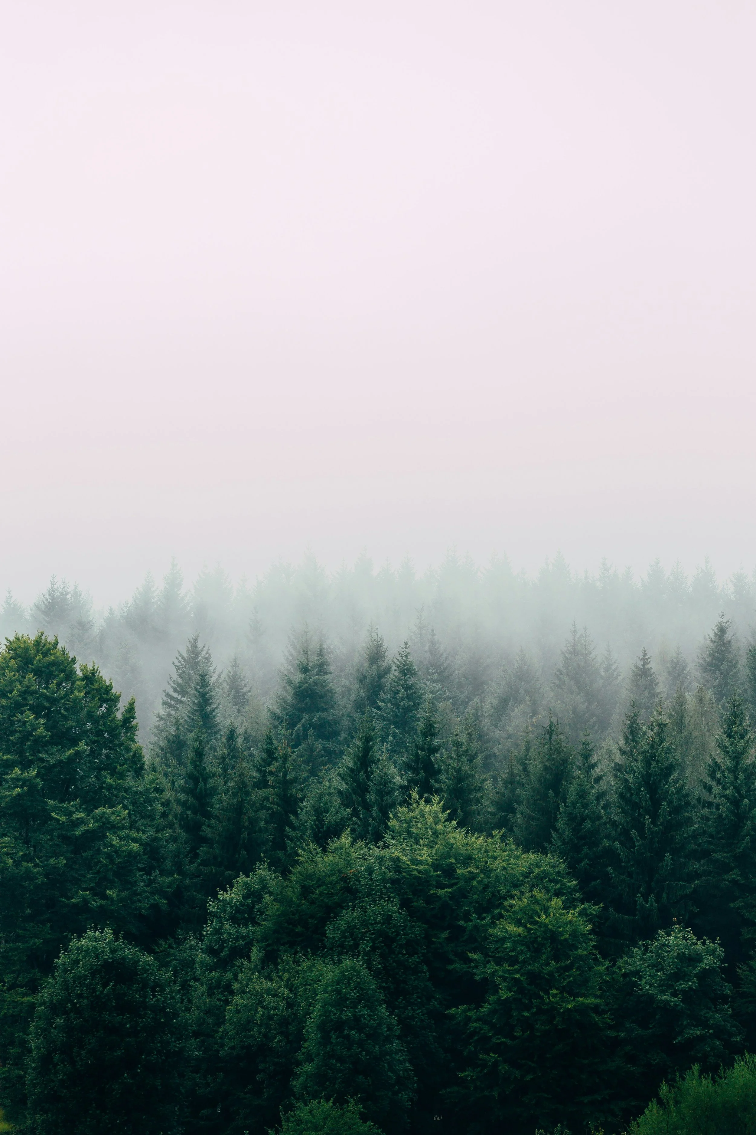 A foggy forest with dense green trees and a pale pink sky.
