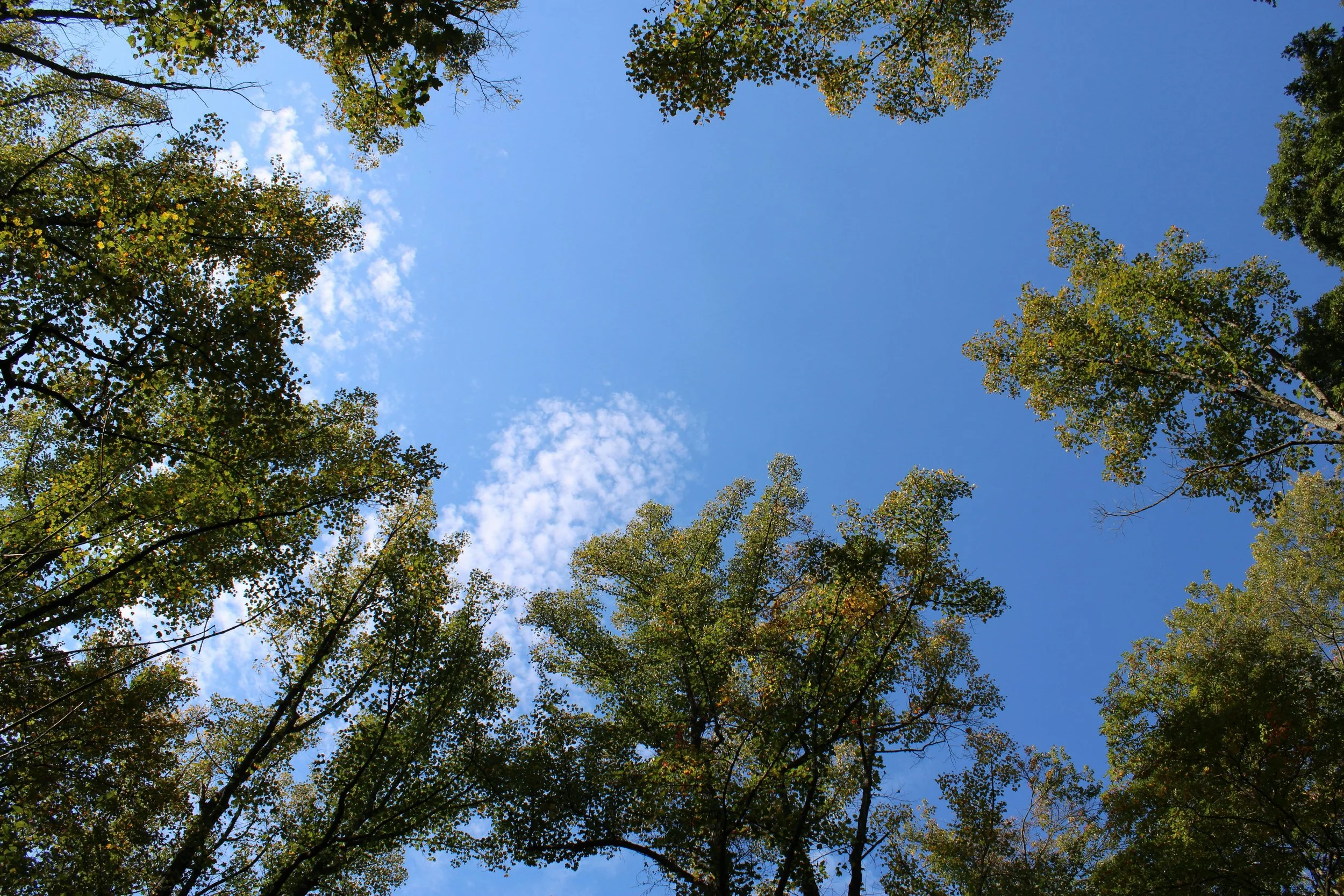 View of the sky through tall trees with green leaves and some clouds