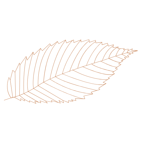 Outline drawing of a leaf with detailed veins against a black background.