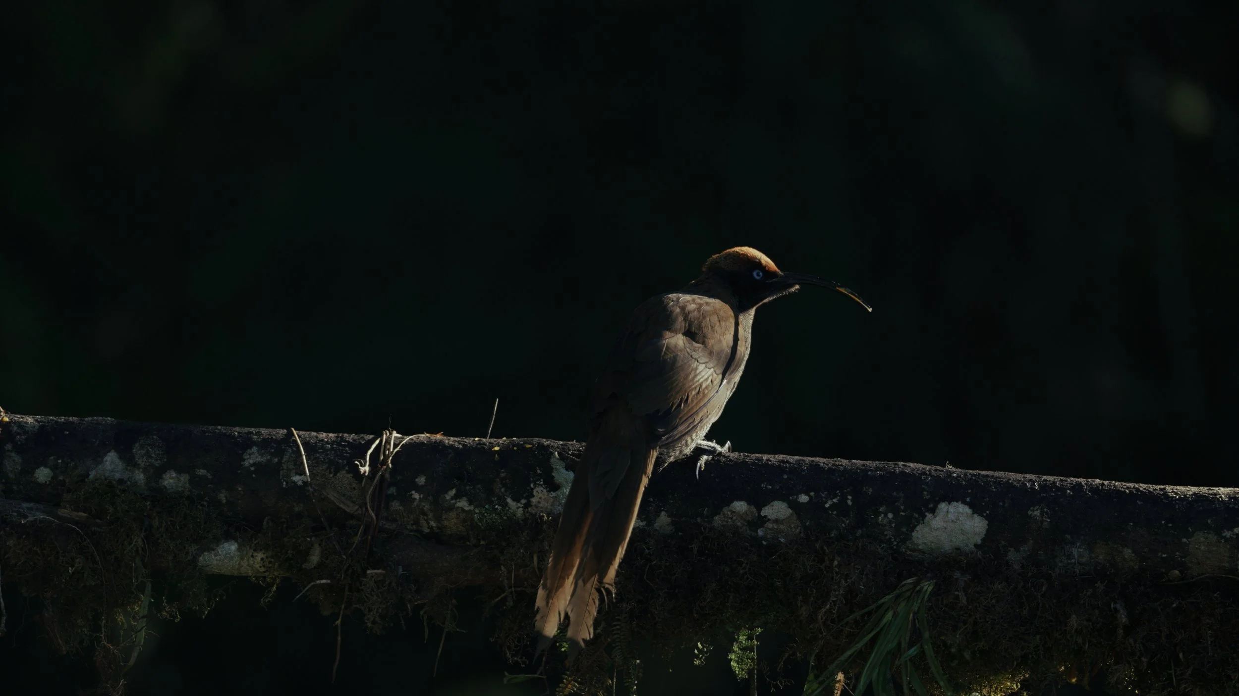 png cinematic_00_09_31_07.jpg
