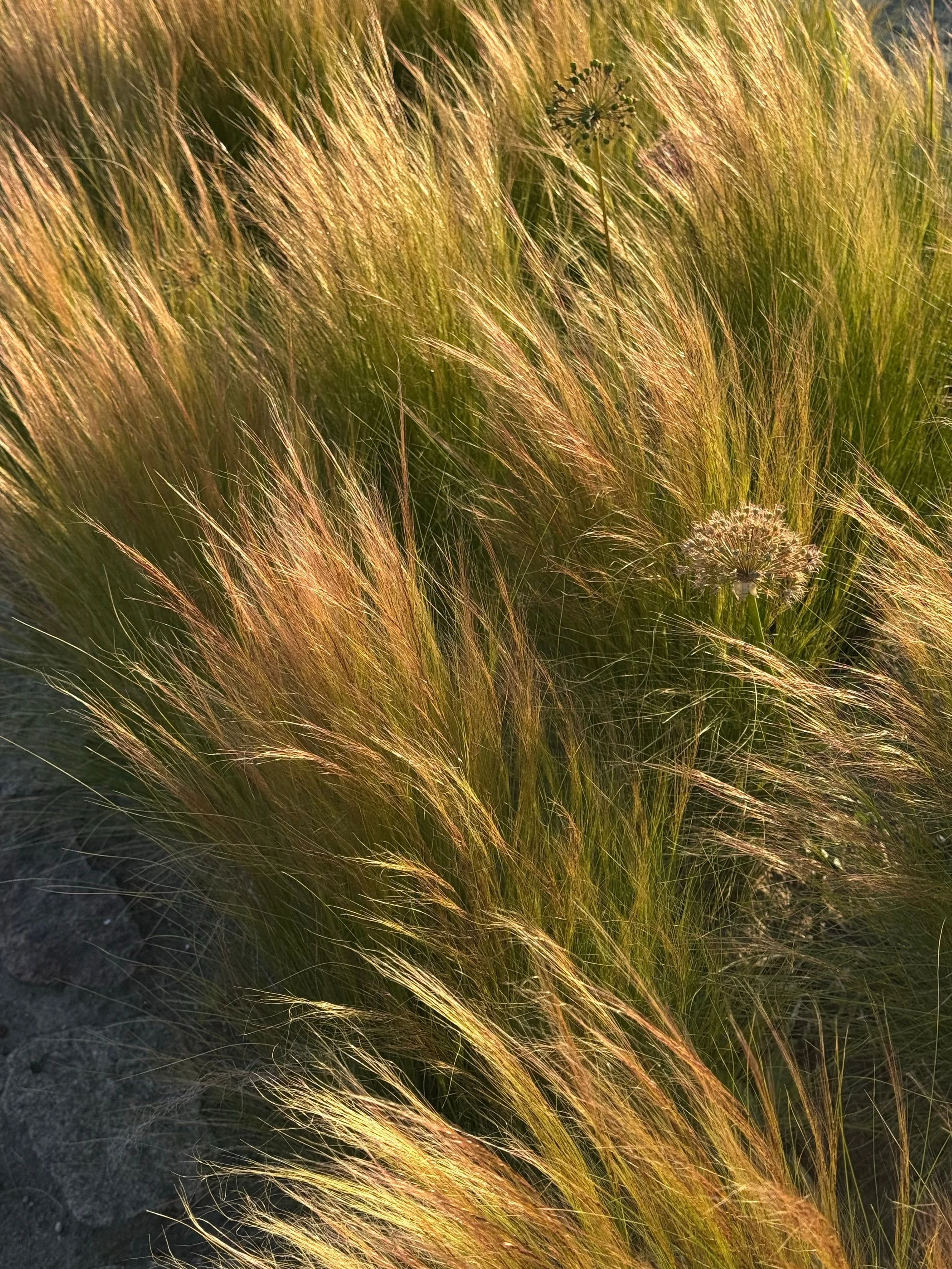 Landscape architects