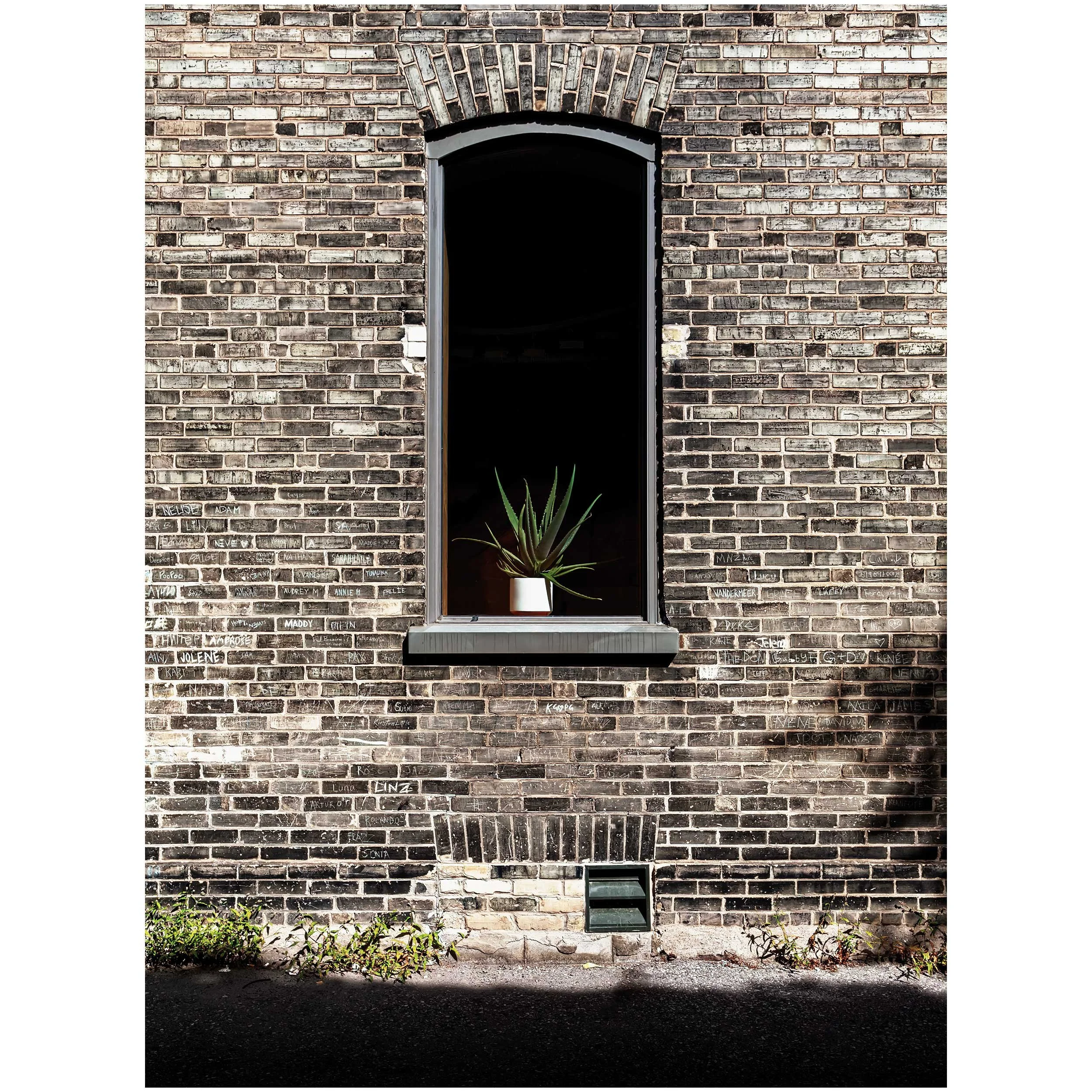 A brick wall with a small, rectangular window at the bottom and a large, arched, dark opening above it, with a potted plant inside the dark opening and small patches of greenery at the base of the wall.