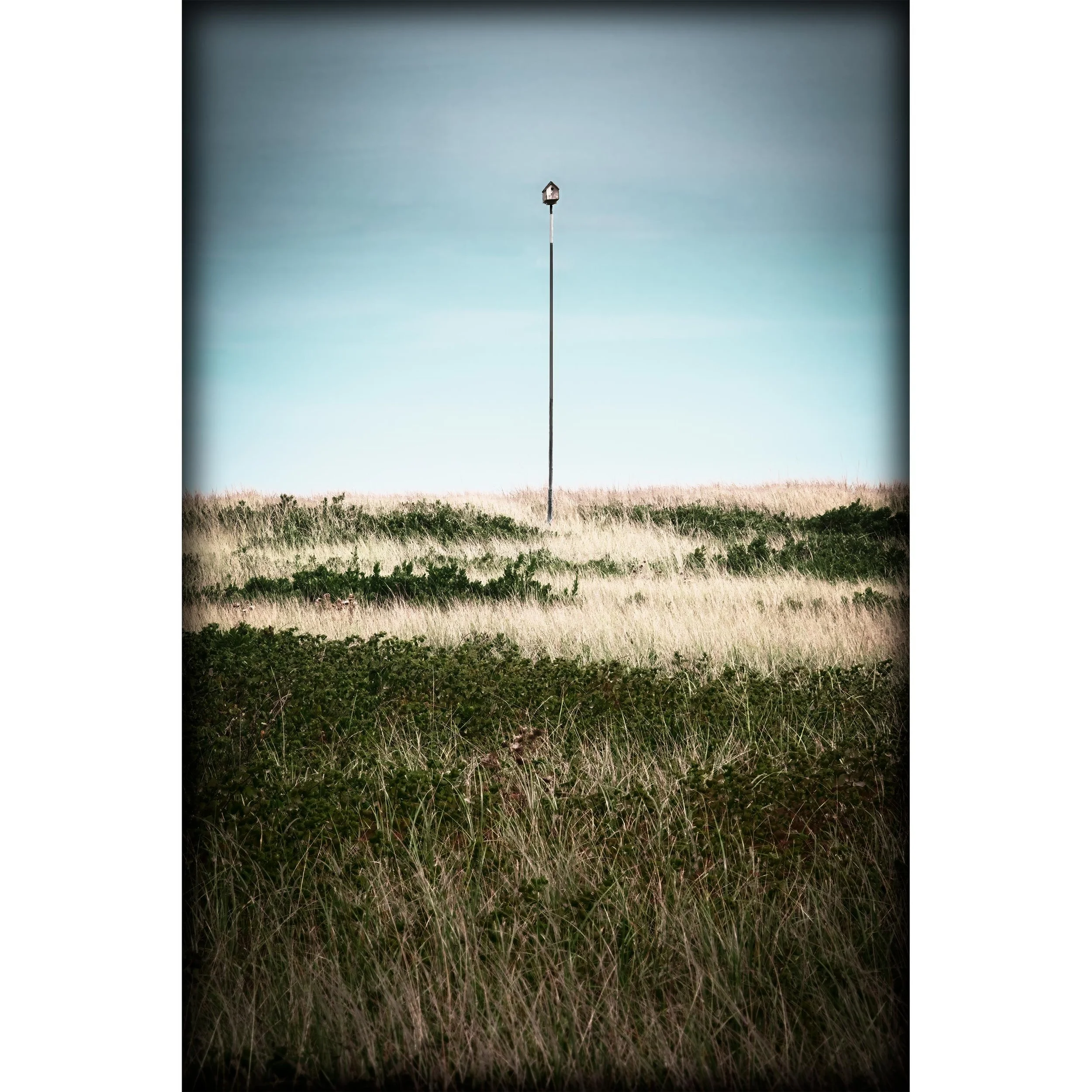 A distant birdhouse on a narrow pole rises above layered grass and low shrubs under a pale blue sky.