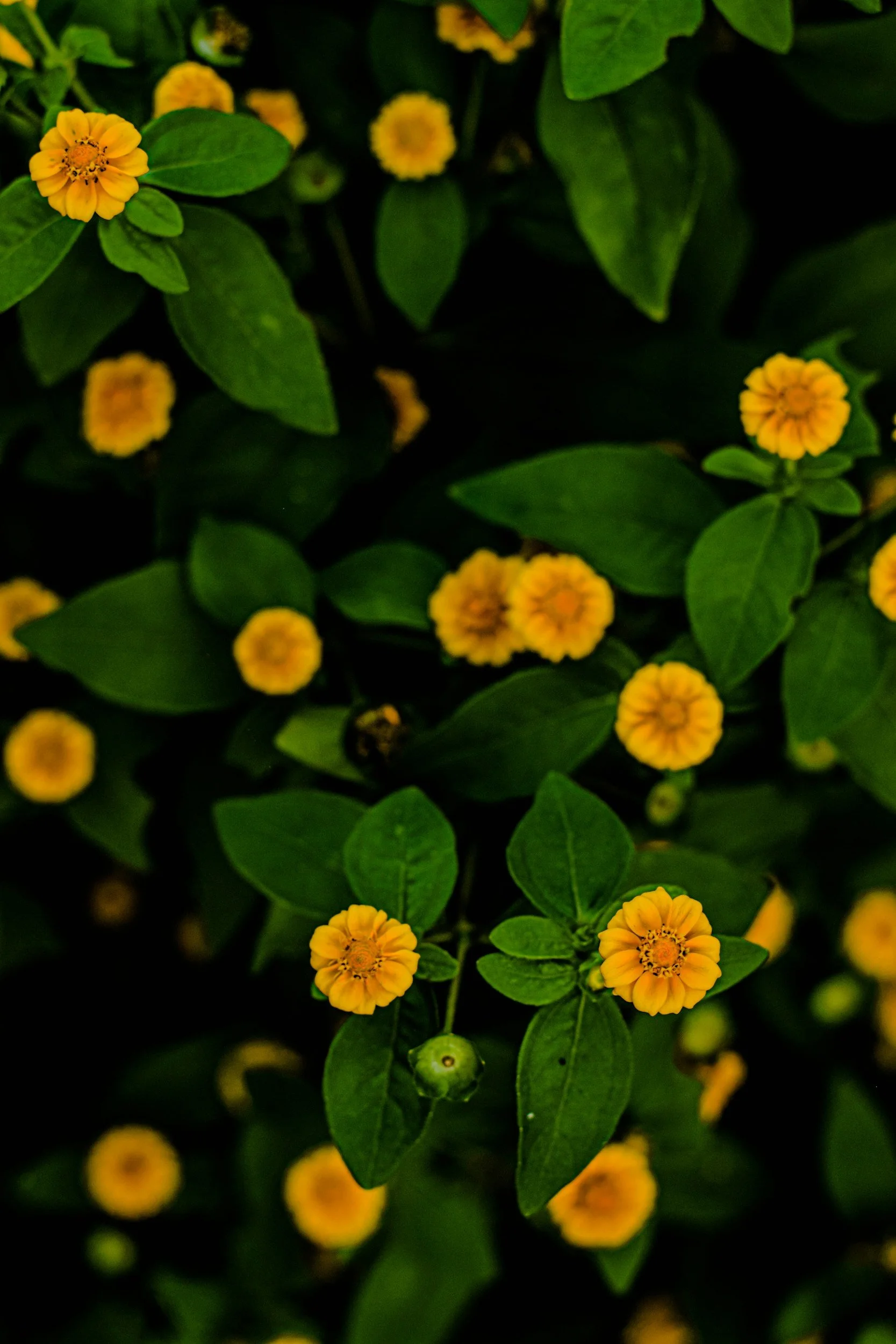 Close-up of small yellow flowers with orange centers surrounded by green leaves.
