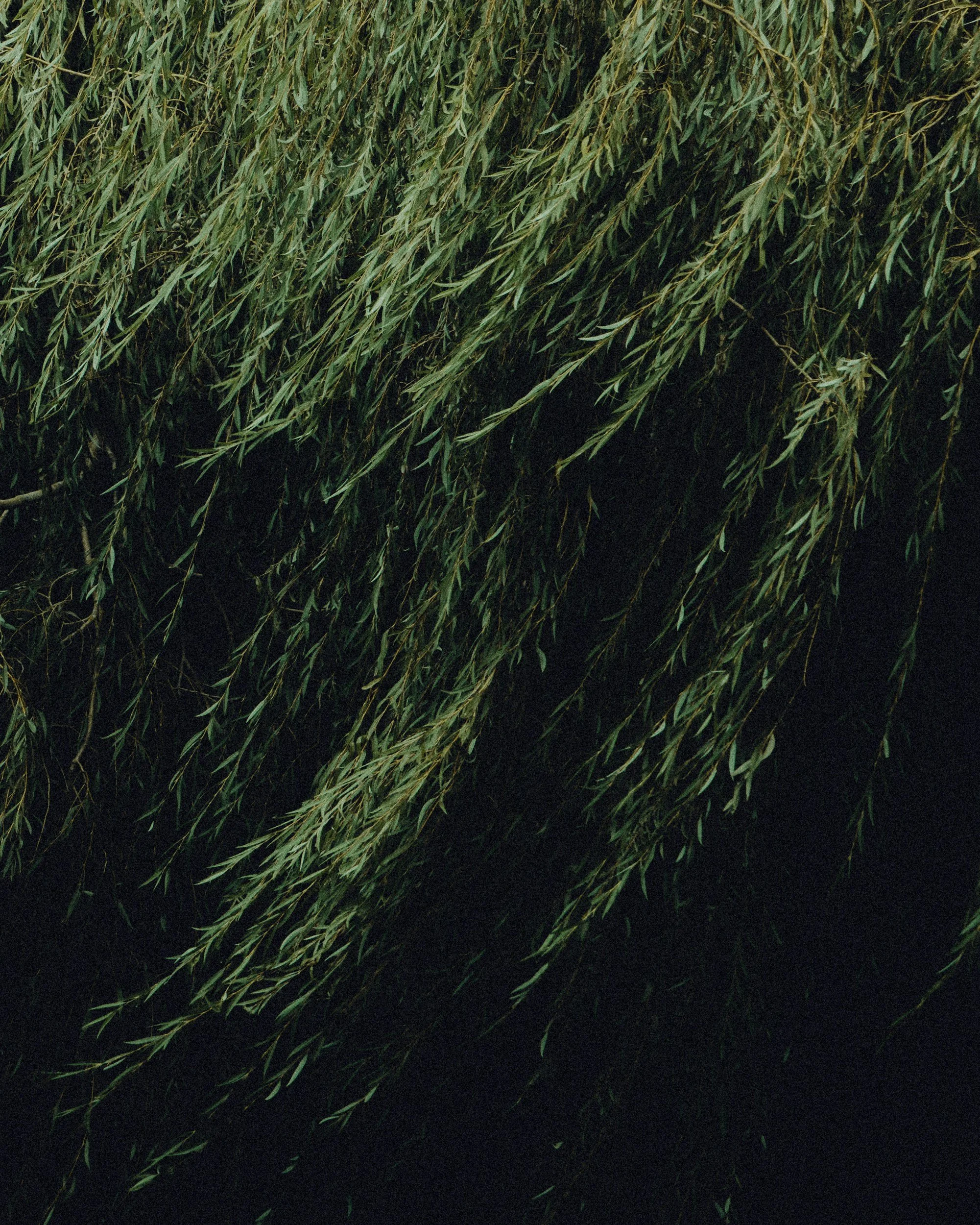 Nighttime view of green weeping willow tree with long, drooping branches and leaves.