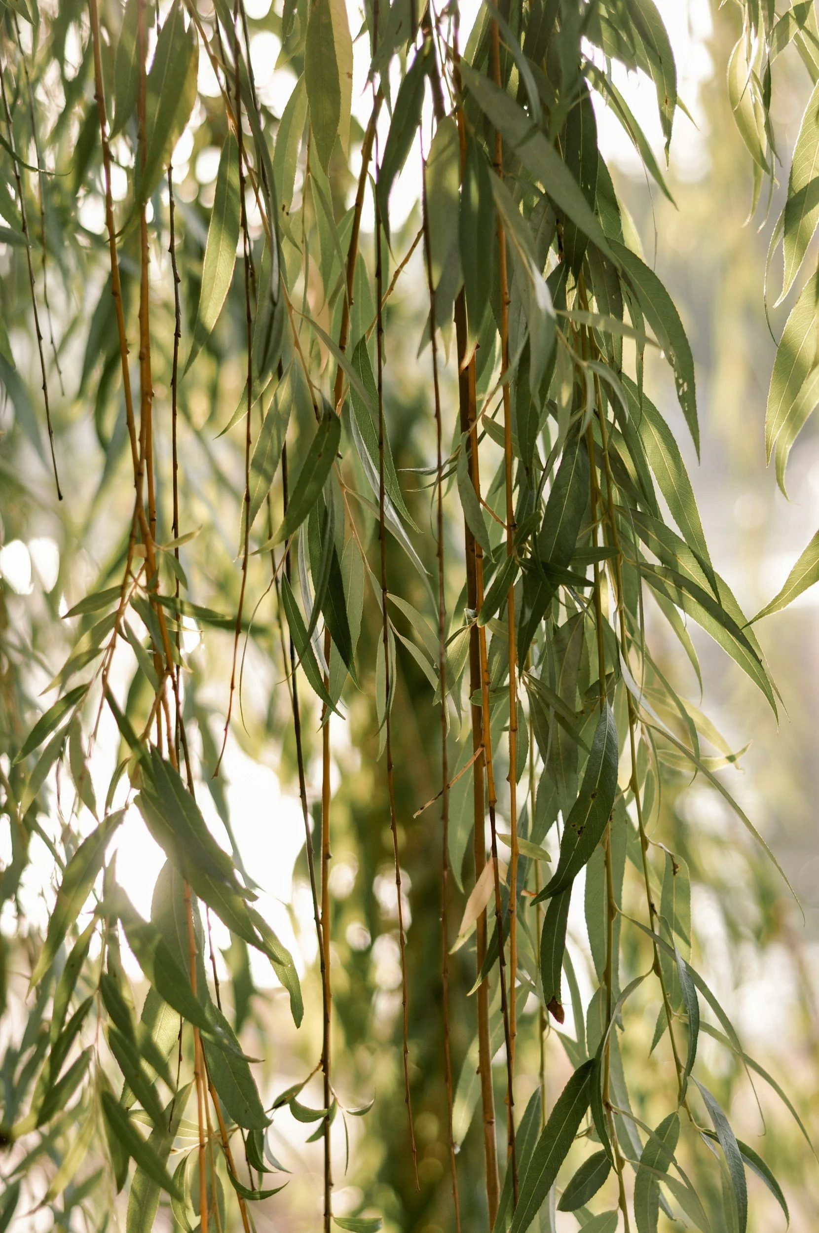 Close-up of hanging eucalyptus leaves with sunlight in the background.