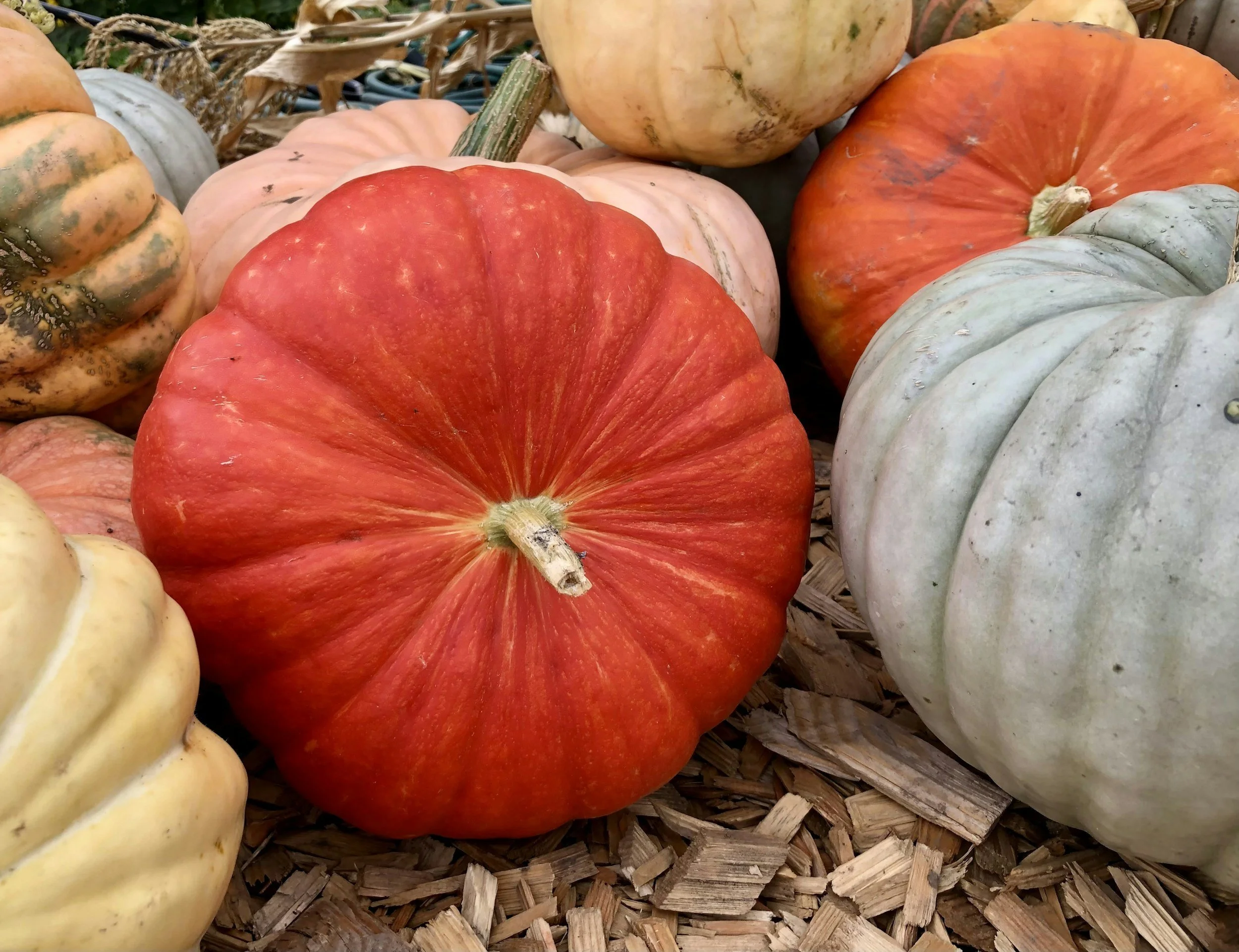 Pumpkin Season: Enjoy the many health benefits of this fall favorite