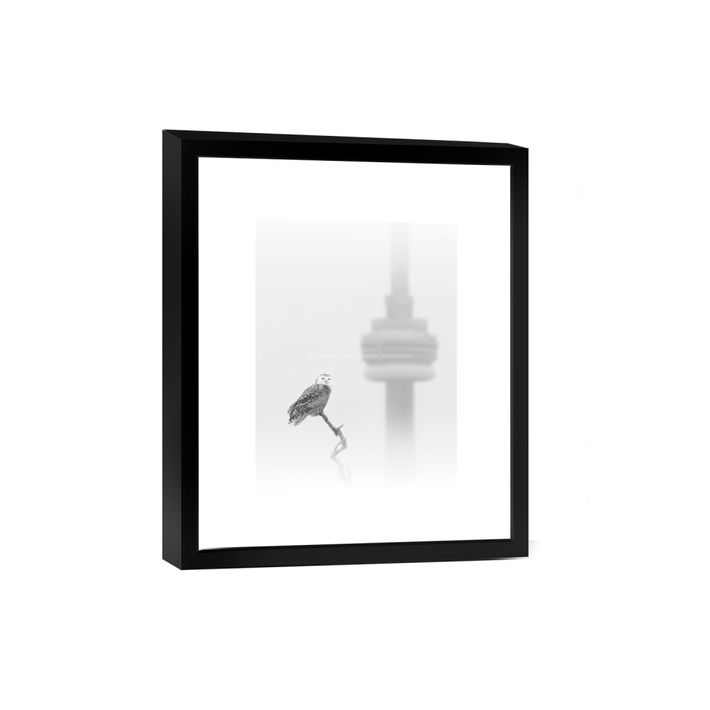 Snowy Owl in the City