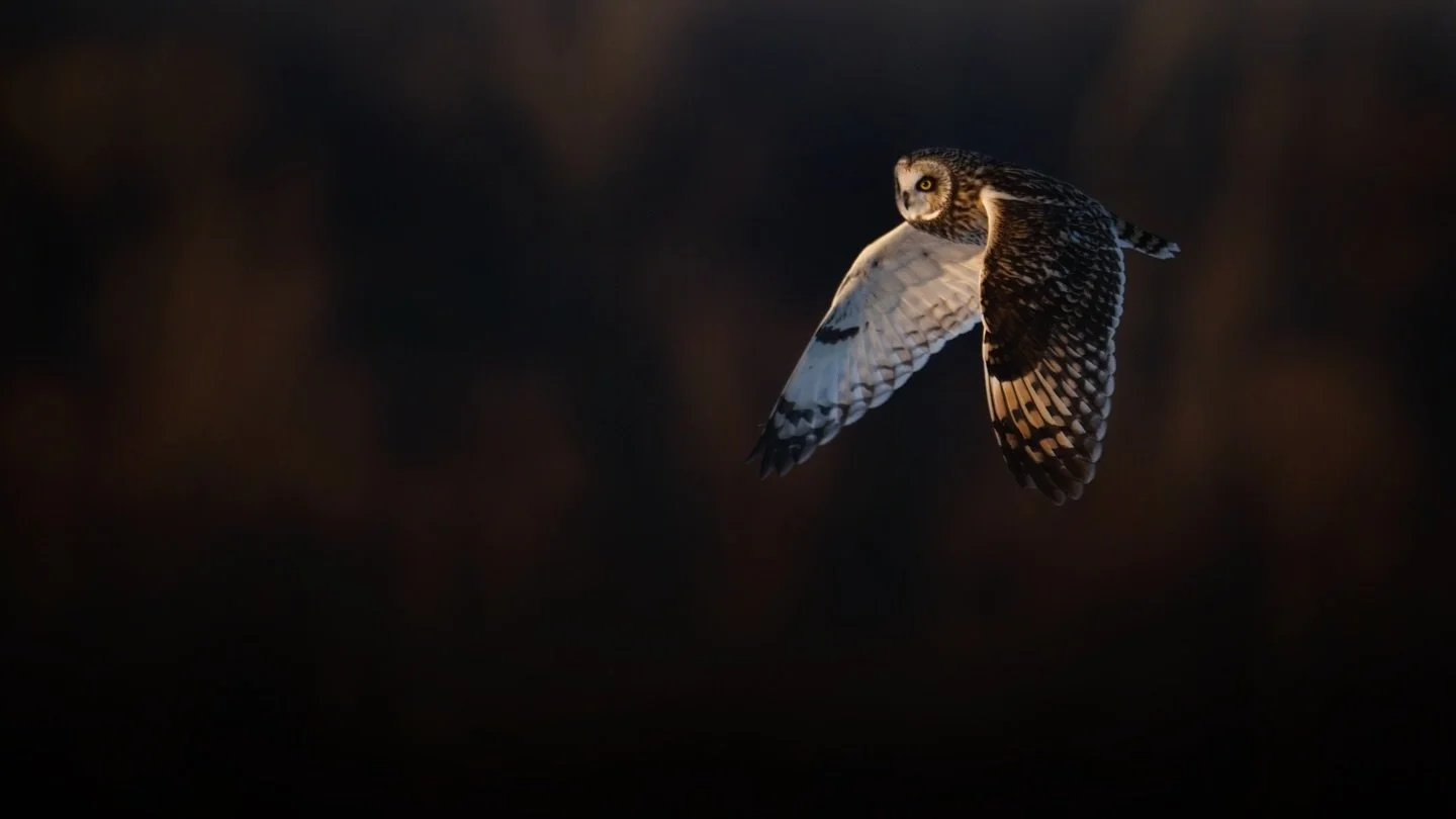 It was a tough year for the Short-eared Owls in our area and I didn&rsquo;t get out as much as I hoped. But I still had a couple great evenings with great looks. With the warm weather coming through and spring migration nearing, I don&rsquo;t think I