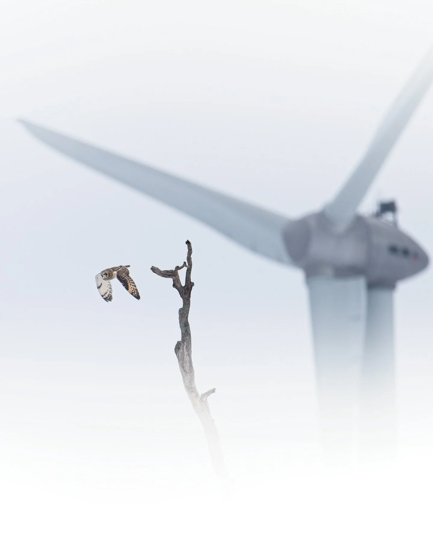 Another from my encounter a couple months ago where this Short-eared Owl was perched on this dead tree perfectly aligned with a wind turbine. It was surprising as it was 2pm and IYKYK they usually don&rsquo;t come out until right before sunset. #owls