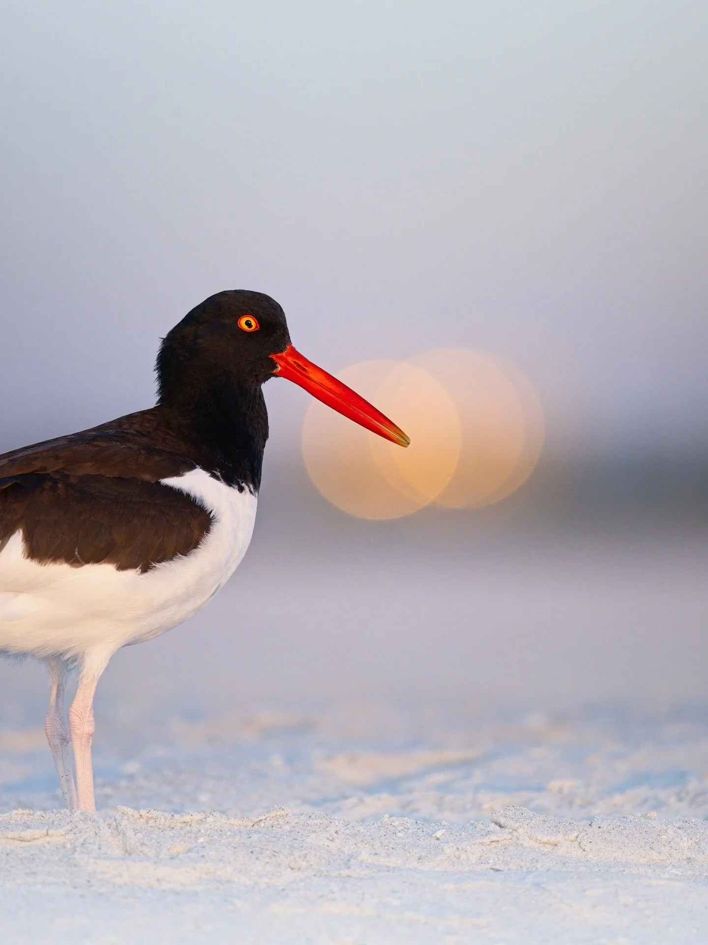 Yes, I cut off half the bird for this vertical crop for this image. And I&rsquo;m OK with that. #birds #wildlifephotography #nikon #florida #oystercatcher