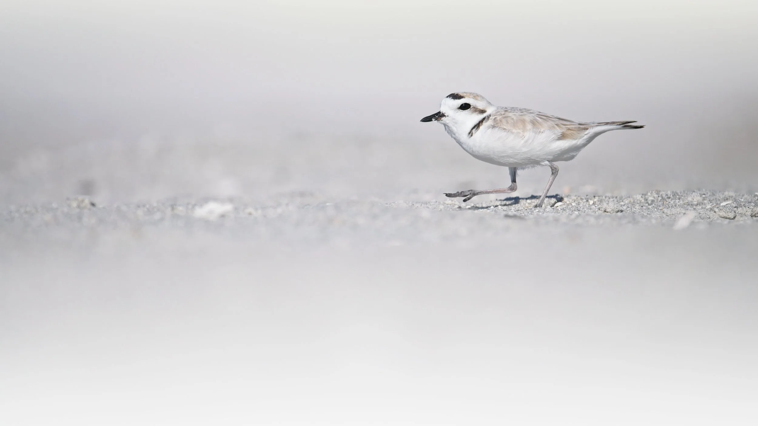 Snowy Plover running along the beach. Hard to see them when they&rsquo;re hunkered down then all of a sudden dozens would pop up and scurry around #birds #birding #snowyplover #nikon
