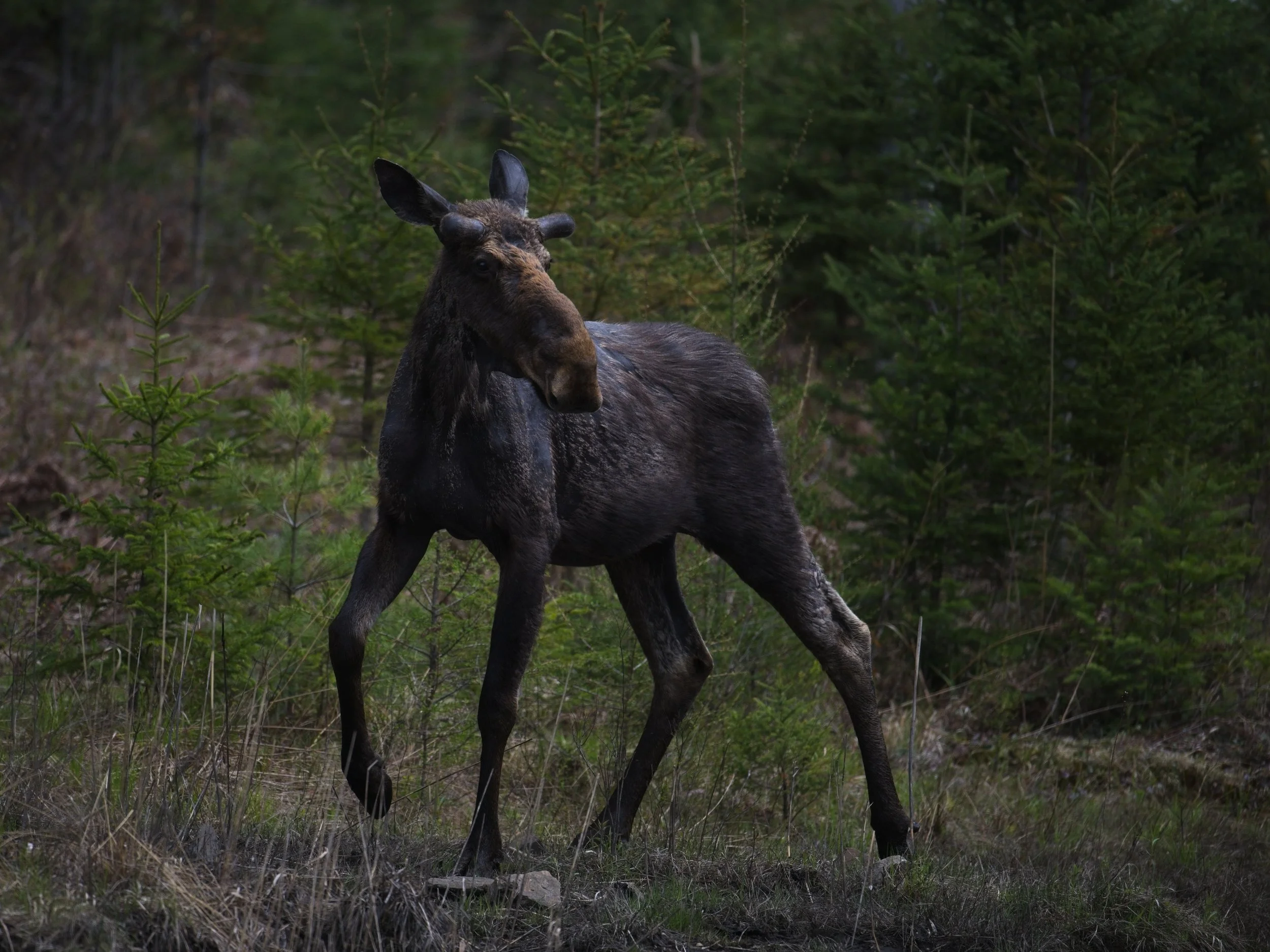 CAP_3808 FINAL 1.JPEG