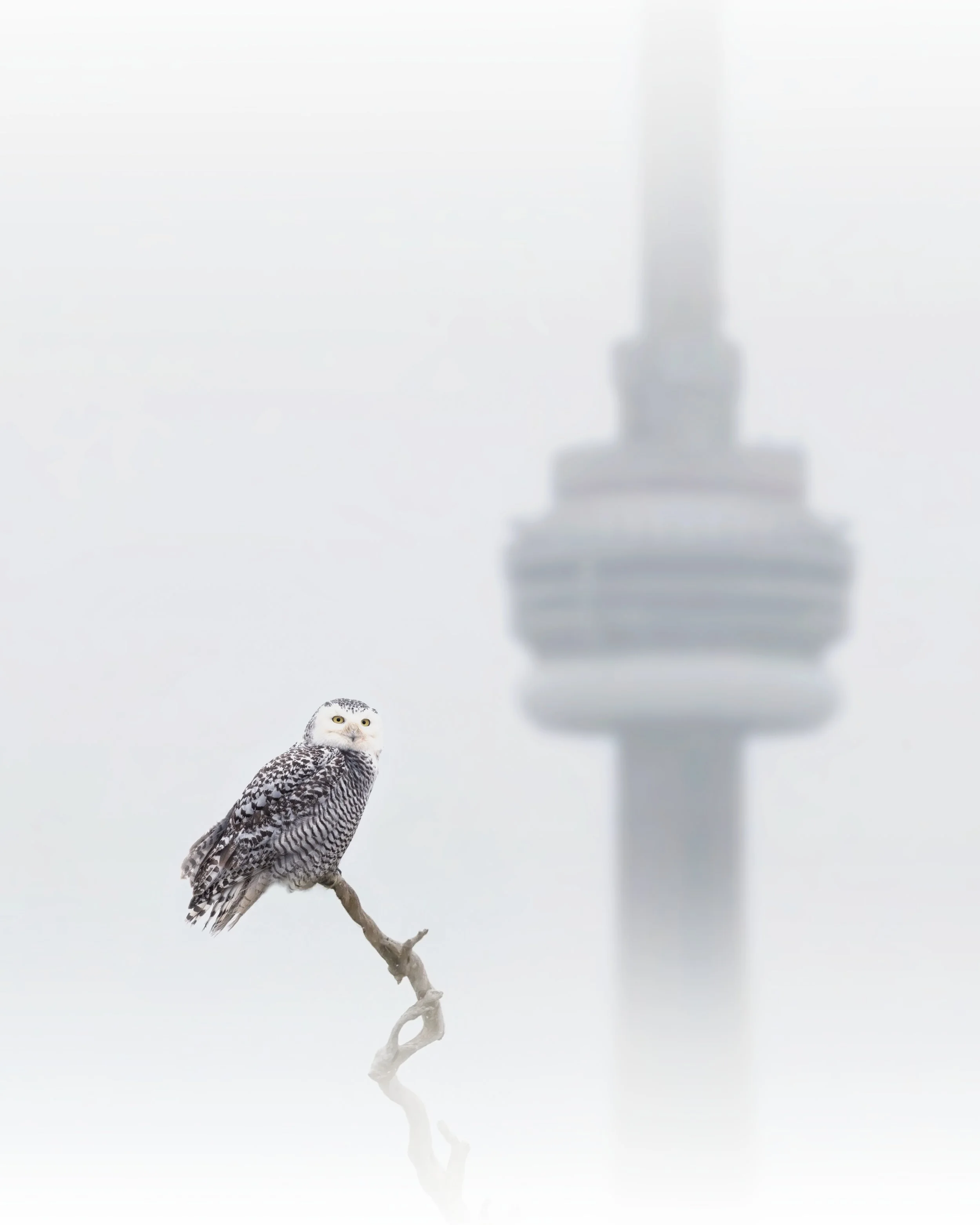 Snowy Owl in The City