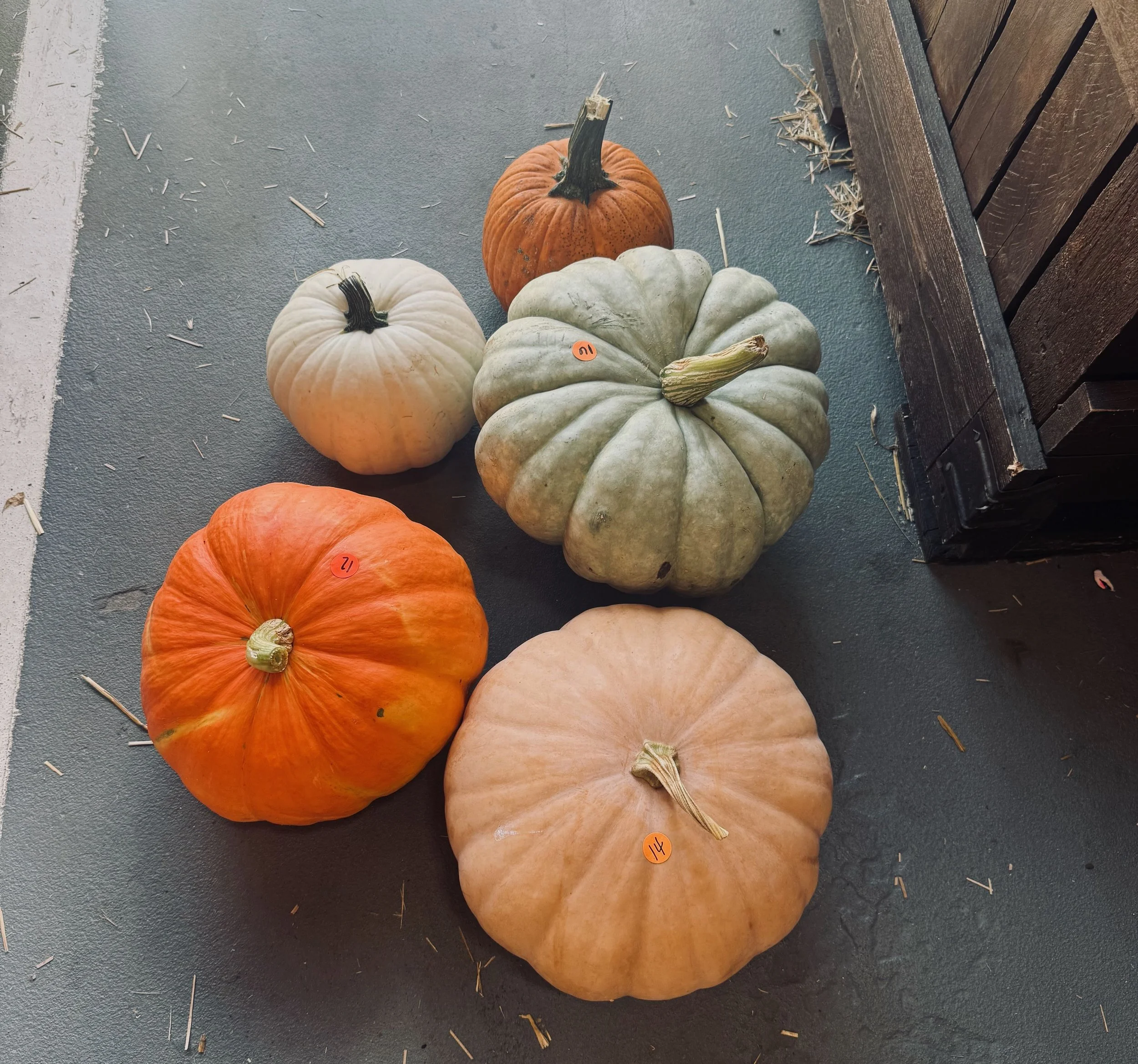 Pumpkin Dinner