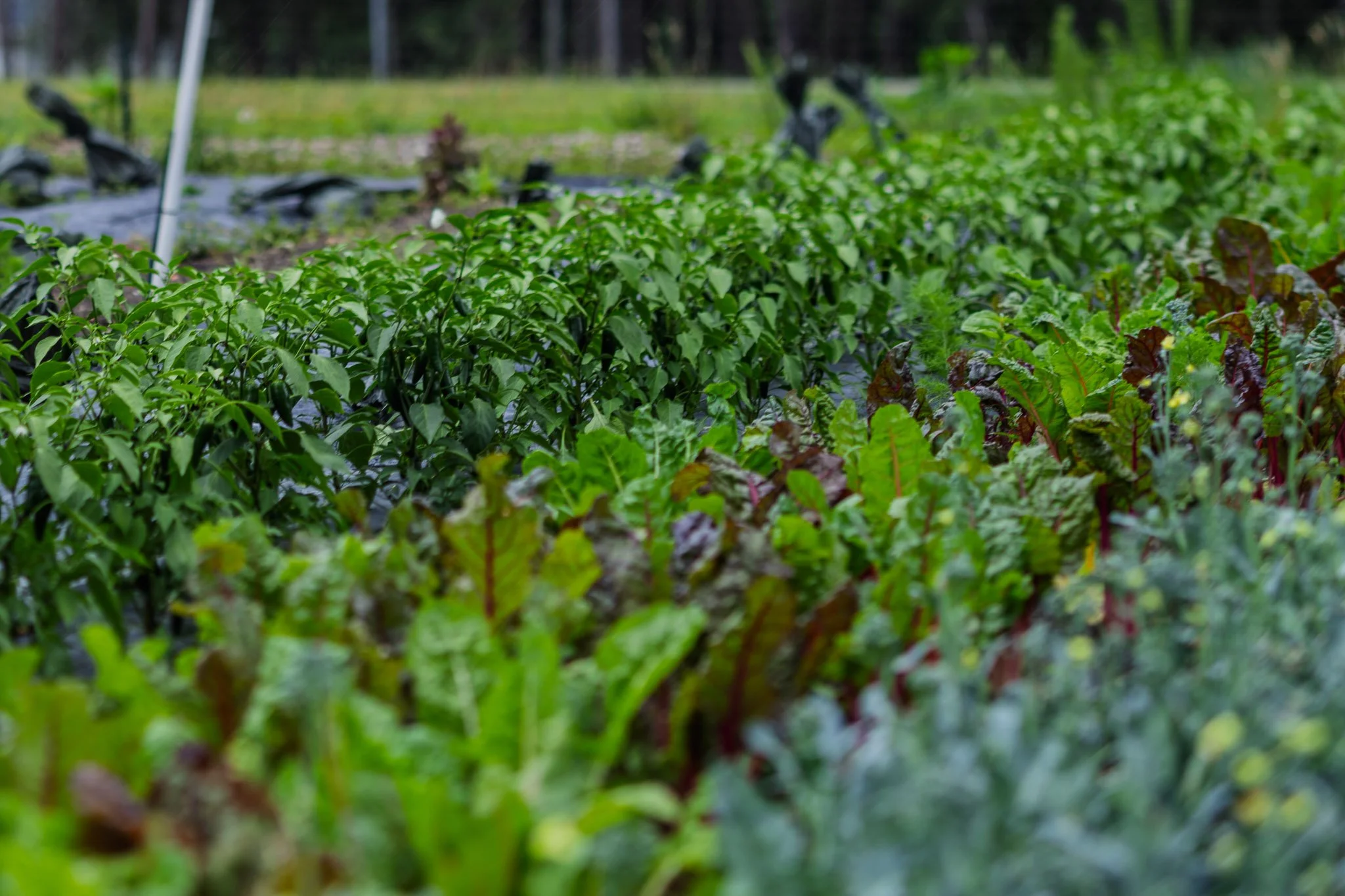 Rows of leafy greens and vegetables growing in a garden with a background of garden tools and green trees.