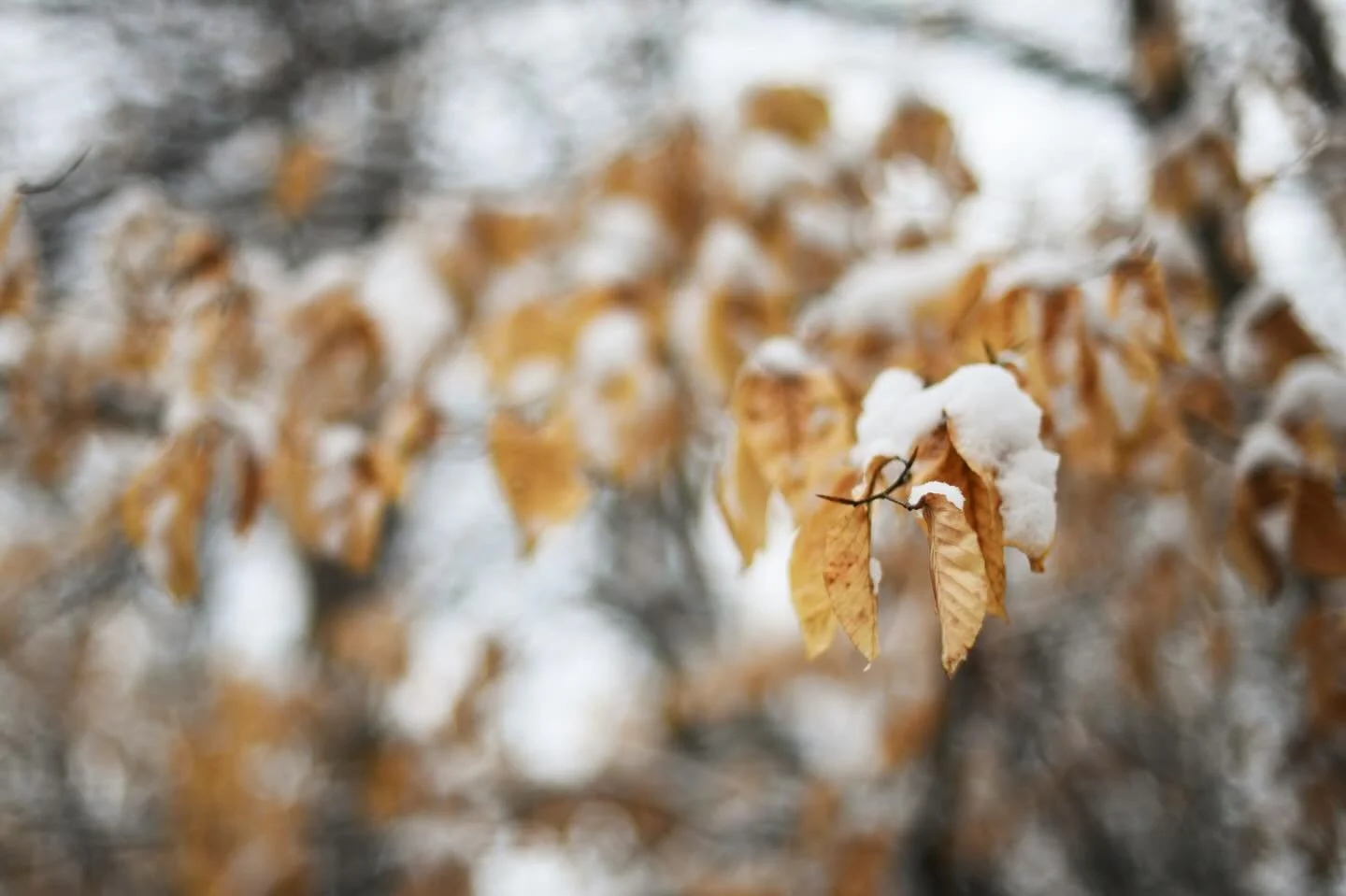 Richmond&rsquo;s first snowfall. ❤️❄️ There is so much magic in the contrast of a fresh snowfall on bare branches, isn&rsquo;t there? There remain a few colors in nature with orange tinted leaves and evergreen trees, but the dark browns of bark again