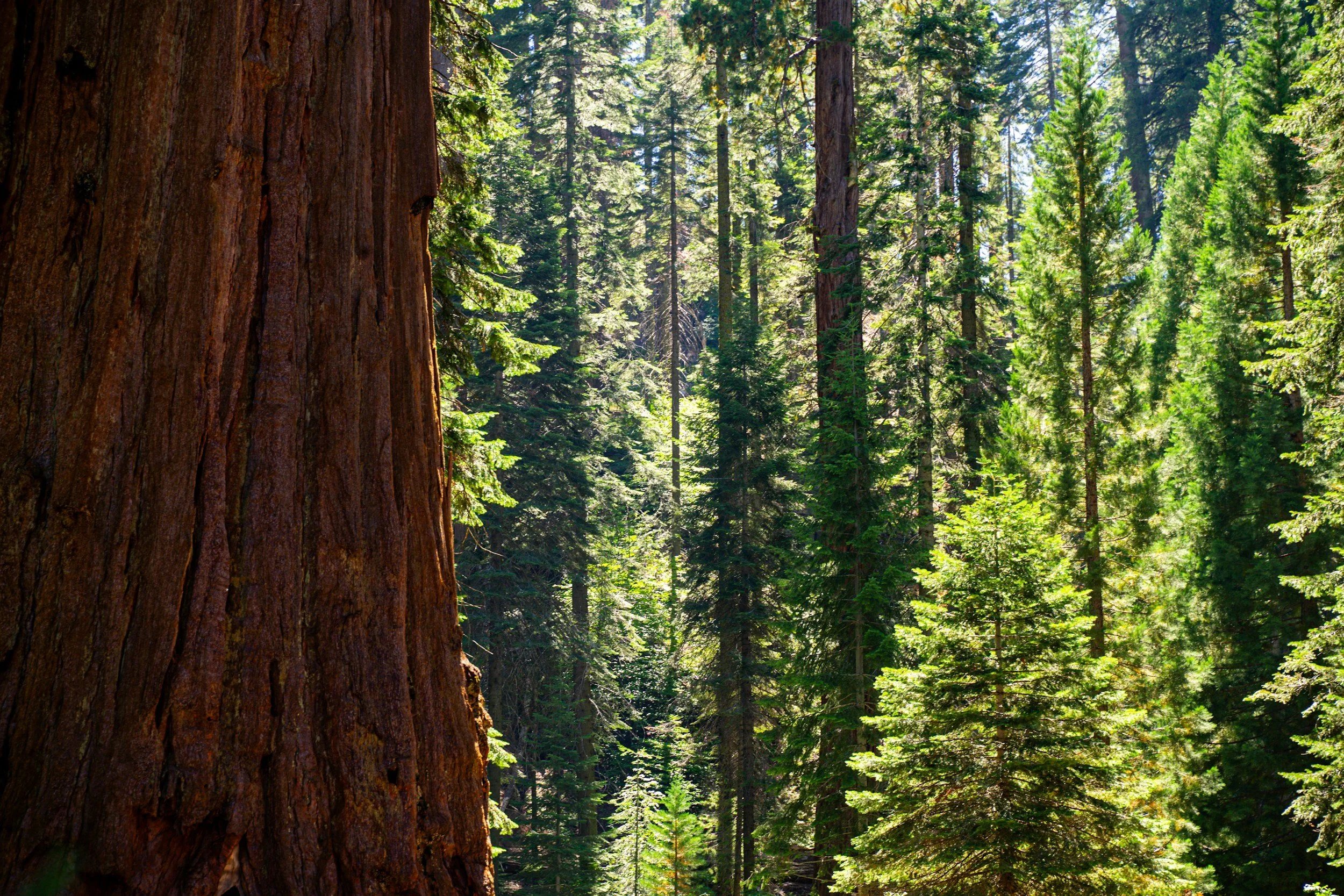The Guardian: Hundreds of staff at California national parks to unionize amid Trump turmoil