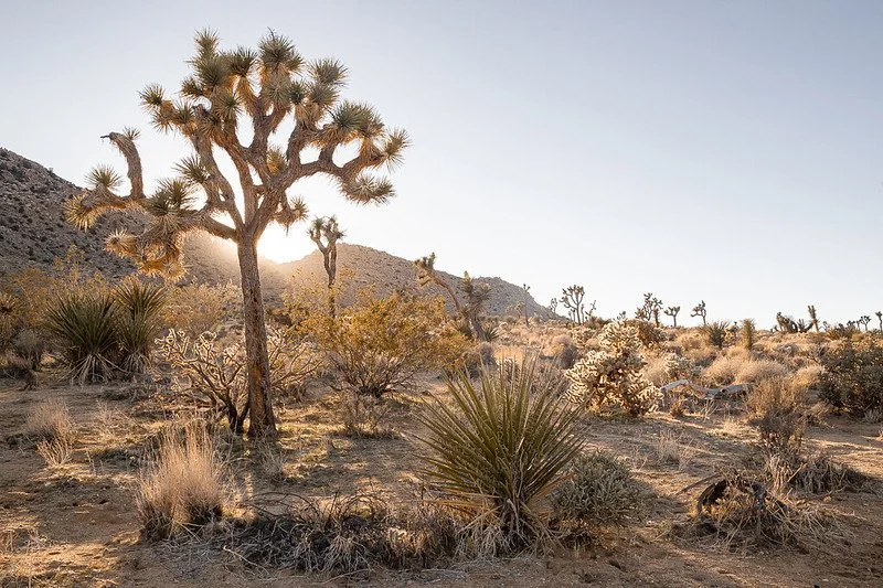 Park&nbsp;Service Union Movement Spreads to Grand Canyon, Joshua Tree