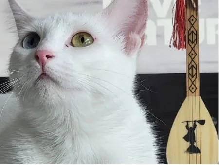 Close-up of a white cat with heterochromatic eyes and a paddling stick with a rabbit silhouette in the background.