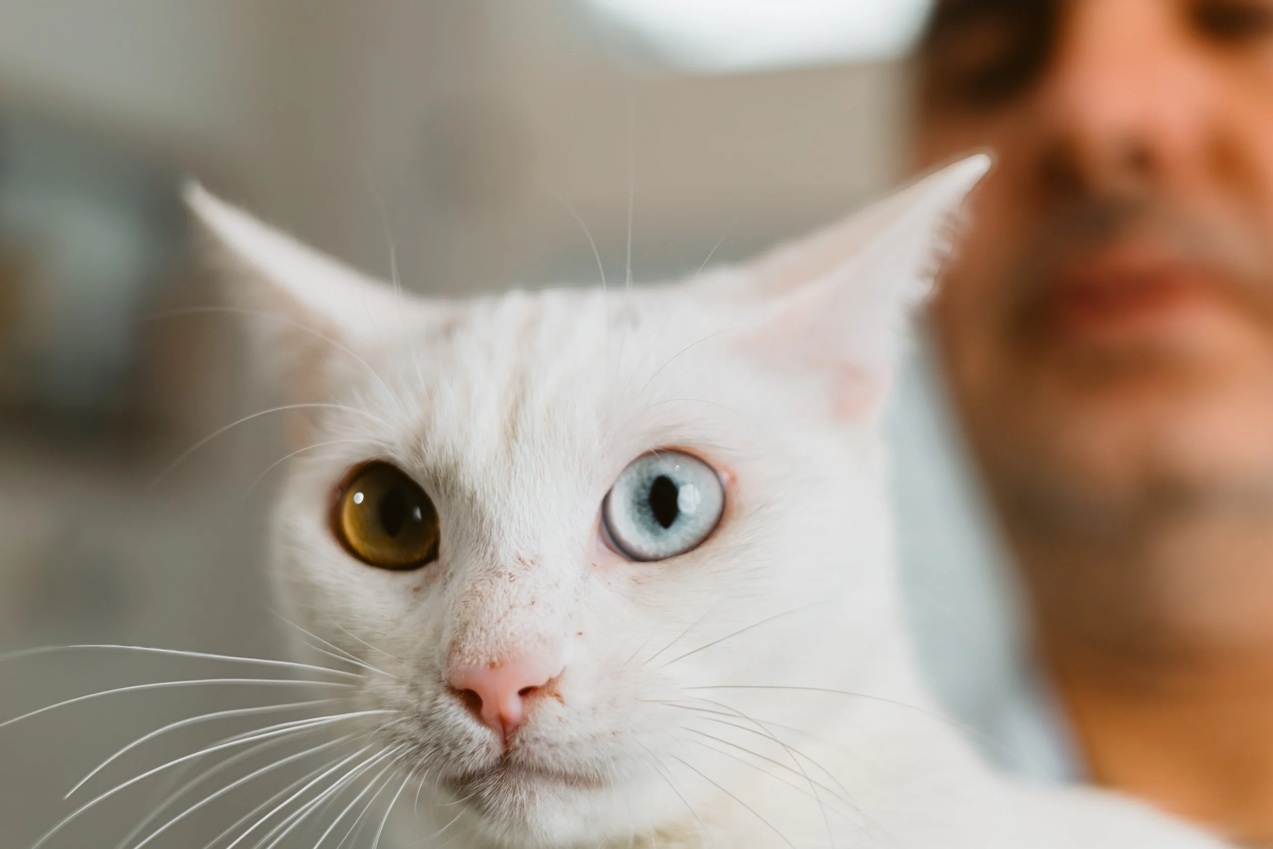 Male vs. Female Turkish Van Cats: What You Should Know