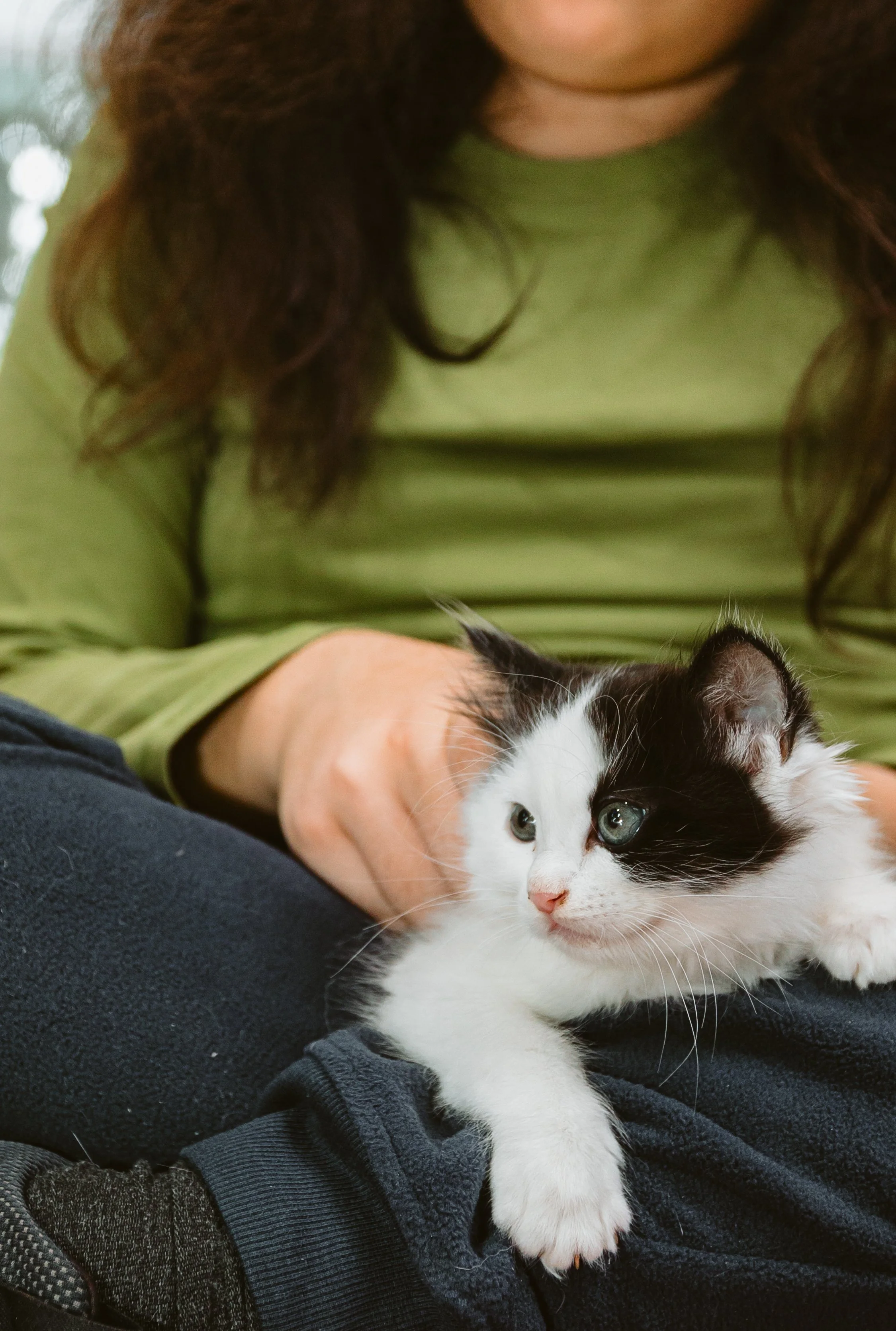 Three Little-Known Facts About the Turkish Van Cat