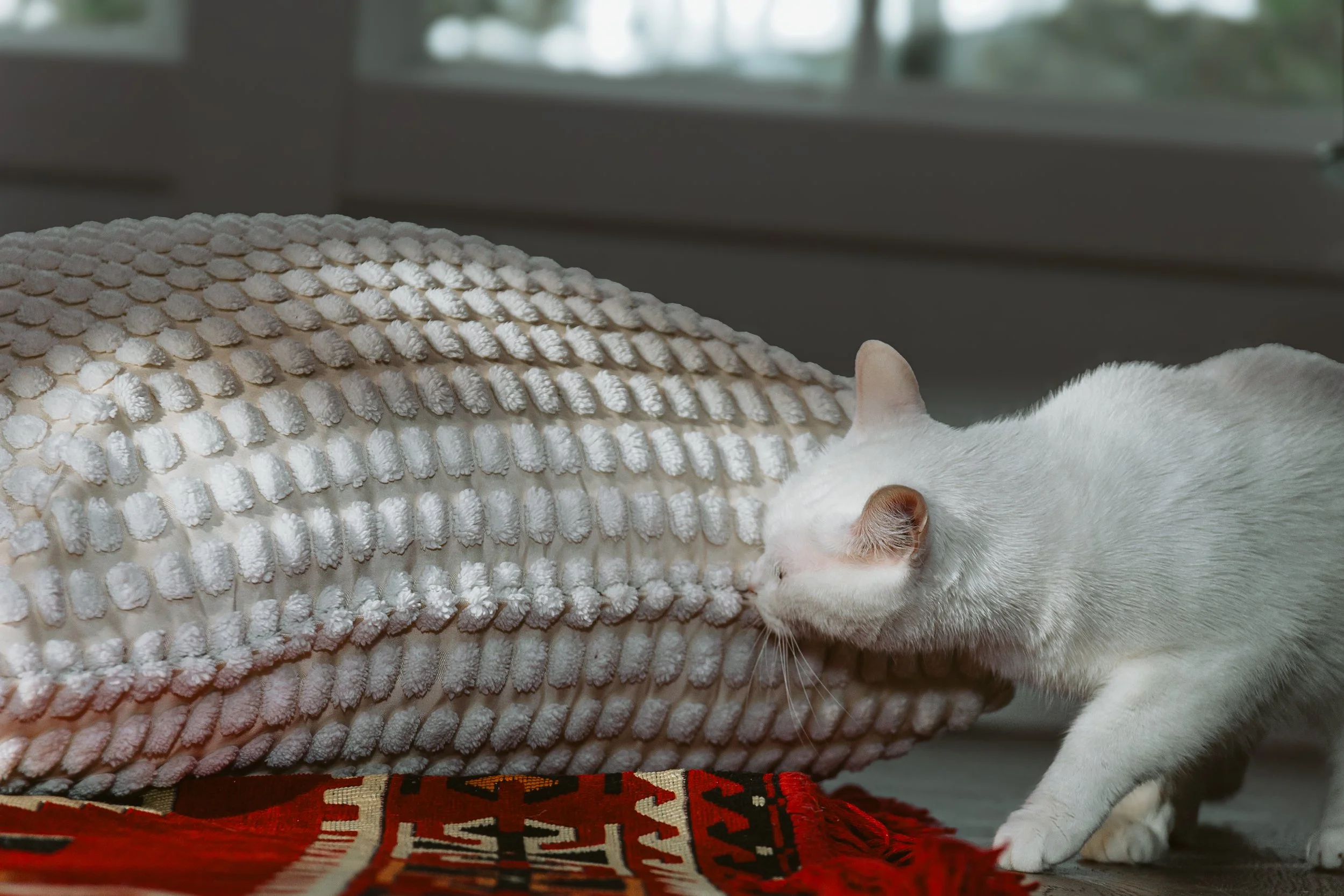 The Story of the Van Cats: Turkey’s Legendary “Sealed” Companions