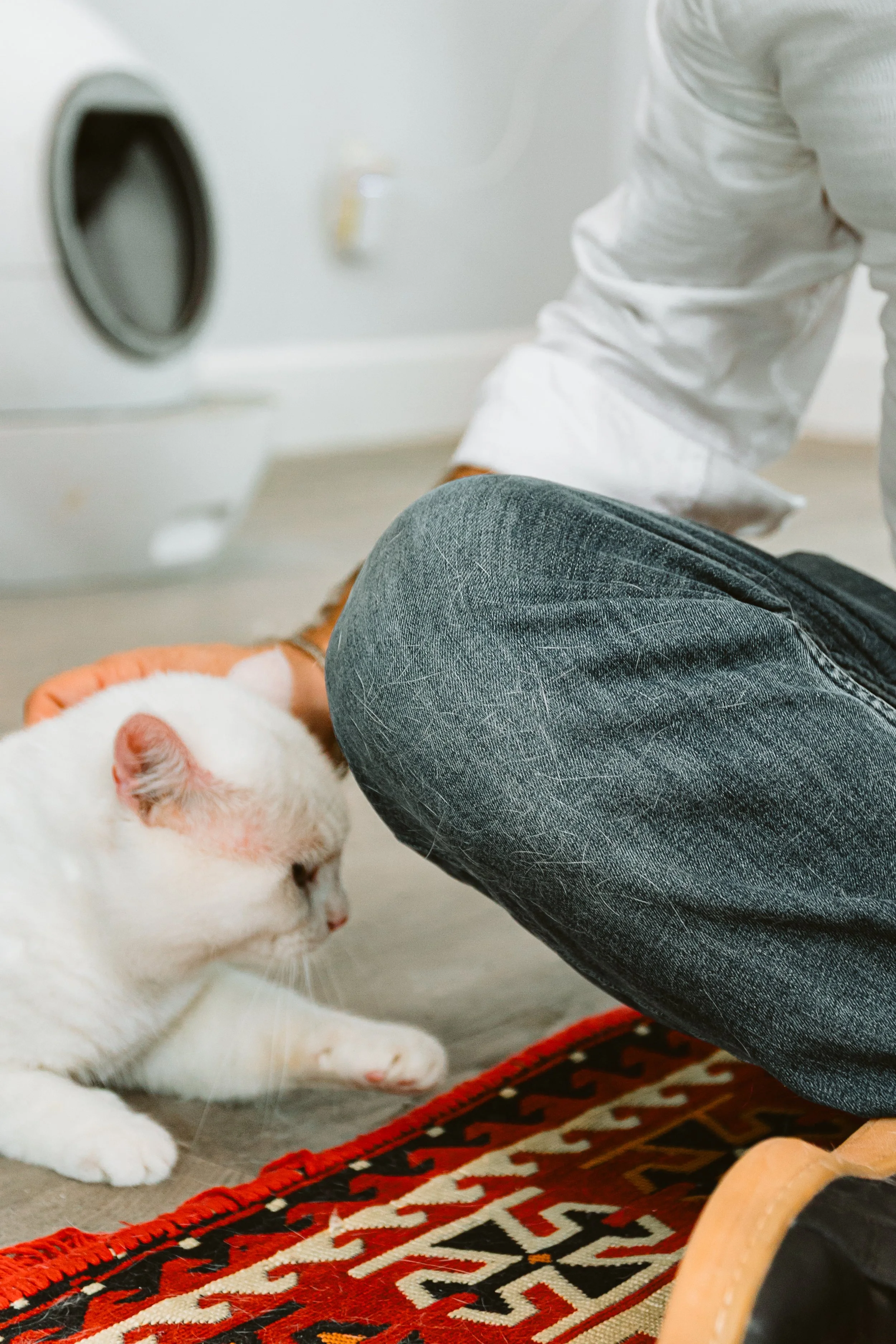 Things to Know When Owning a Turkish Van