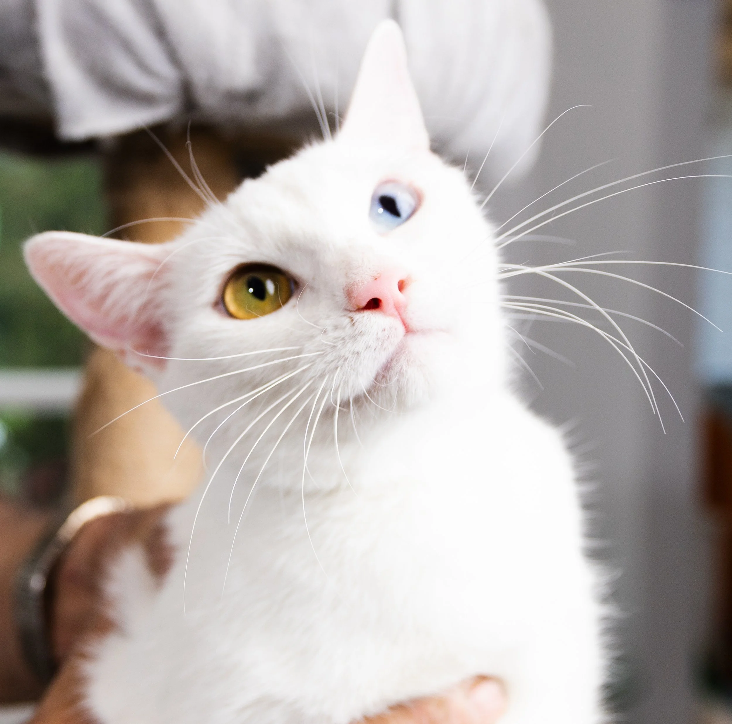 Close-up of a white cat with heterochromatic eyes, one yellow and one blue, being held by a person in a gray shirt.