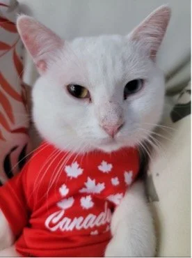 Close-up of a white cat wearing a red shirt with white maple leaf patterns and the word 'Canada' on it.