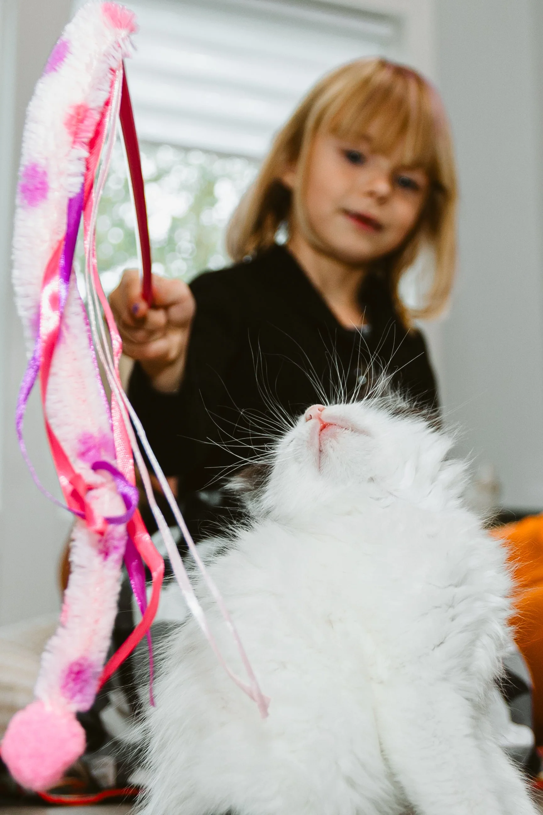 A young girl with blonde hair playing with a white fluffy cat lying on its back, near a colorful wand toy with ribbons.