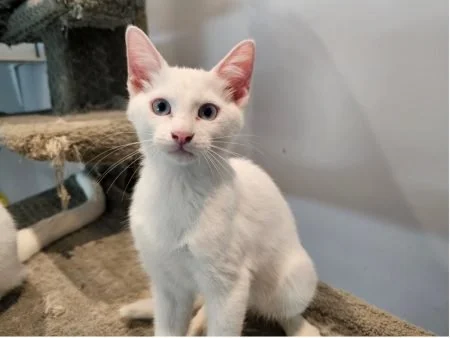 White cat with blue eyes sitting on a carpeted surface indoors.