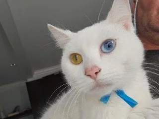Close-up of a white cat with one yellow eye and one blue eye, wearing a blue collar.