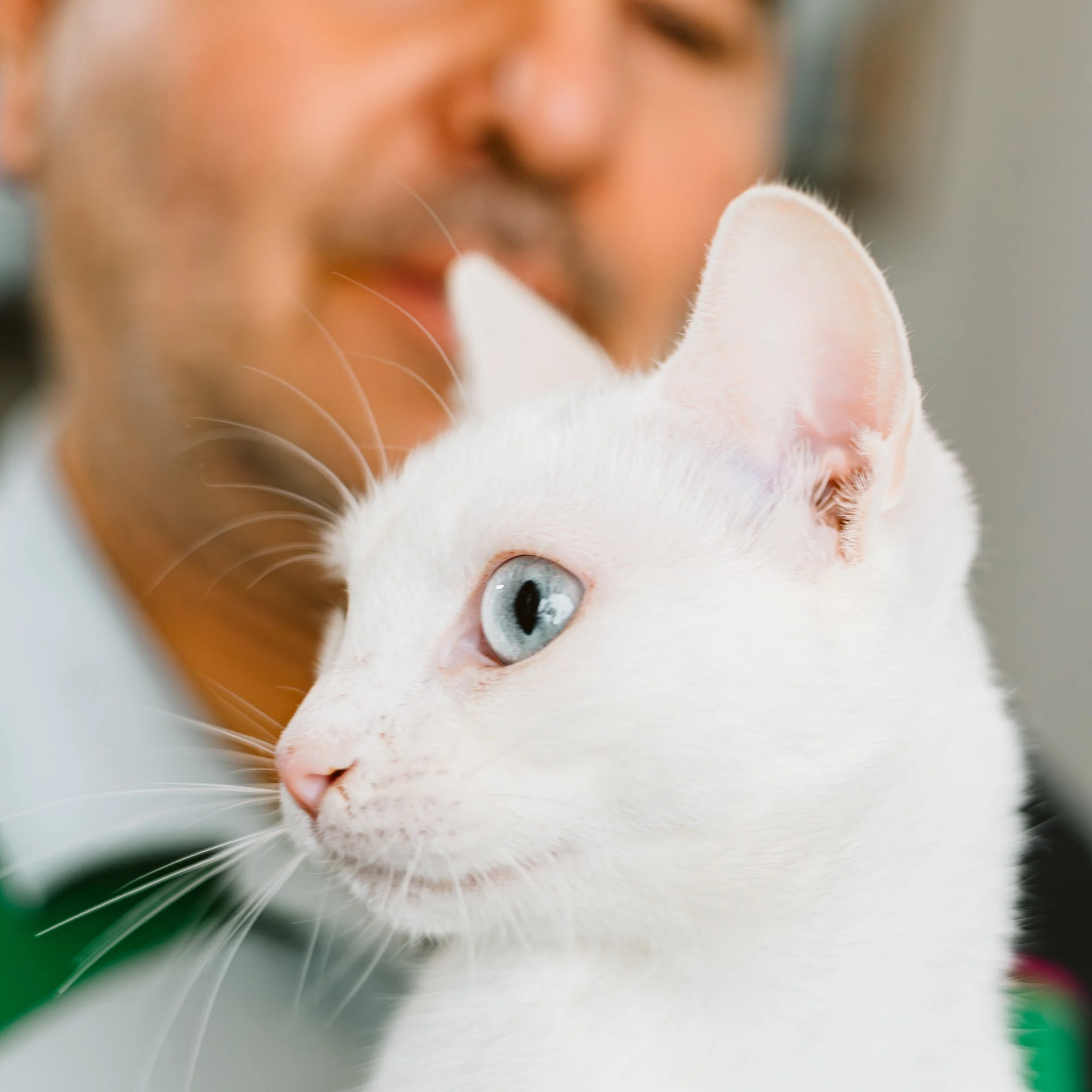 Close-up of a white cat with blue eyes, facing left, with a blurred man in the background.