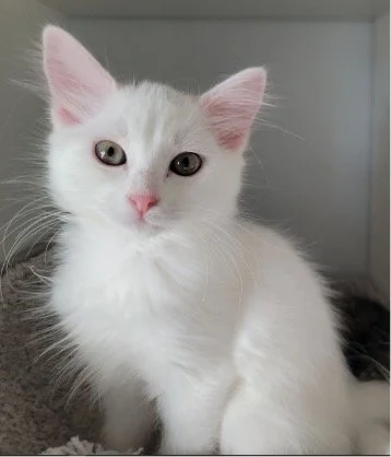 White kitten with pink nose and green eyes sitting on a gray surface.