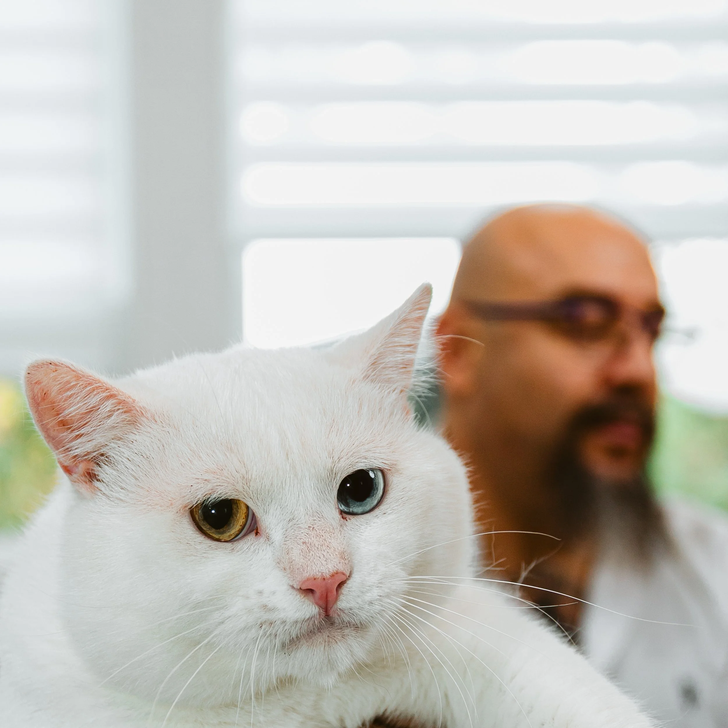 Close-up of a white cat with heterochromatic eyes, one yellow and one blue, in the foreground, with a man in the background.