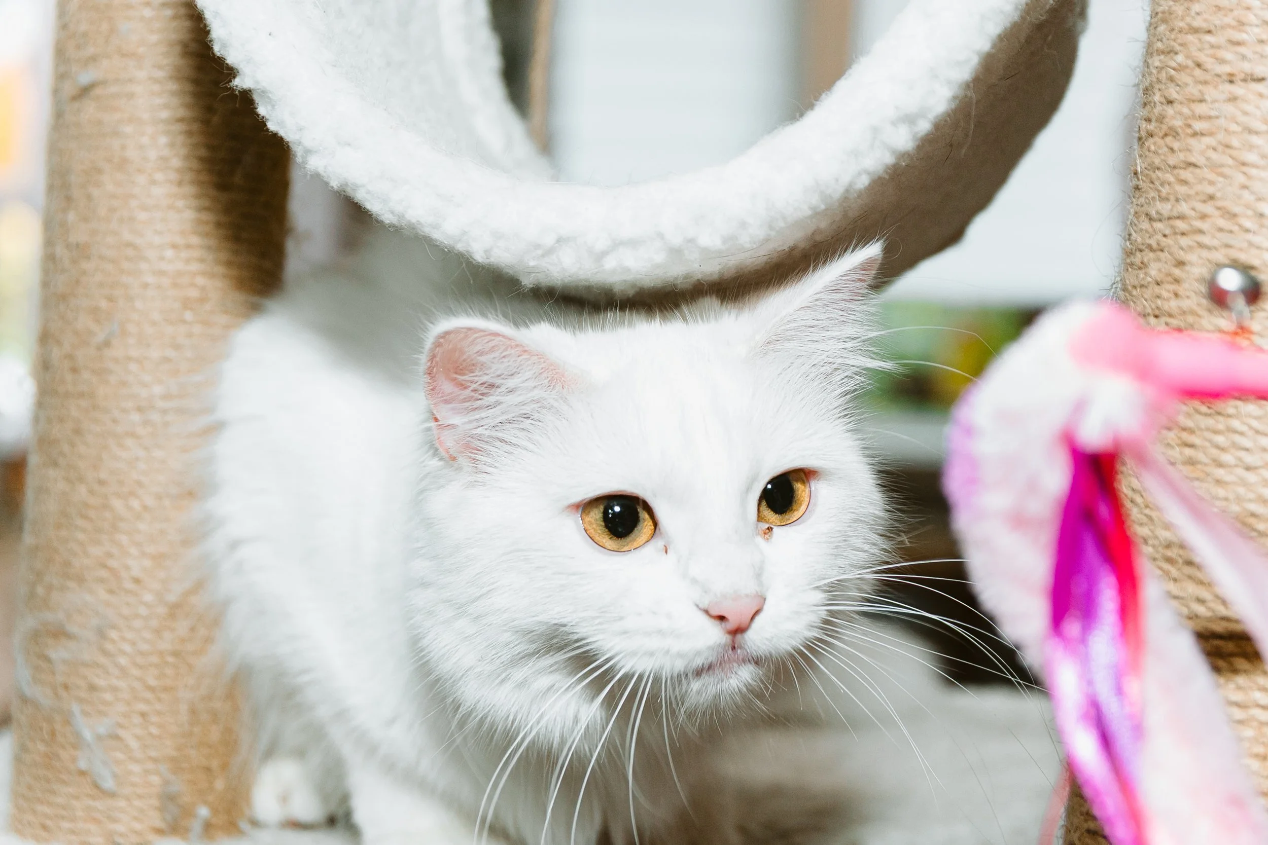 White cat with yellow eyes crouching under a beige and pink cat tree.