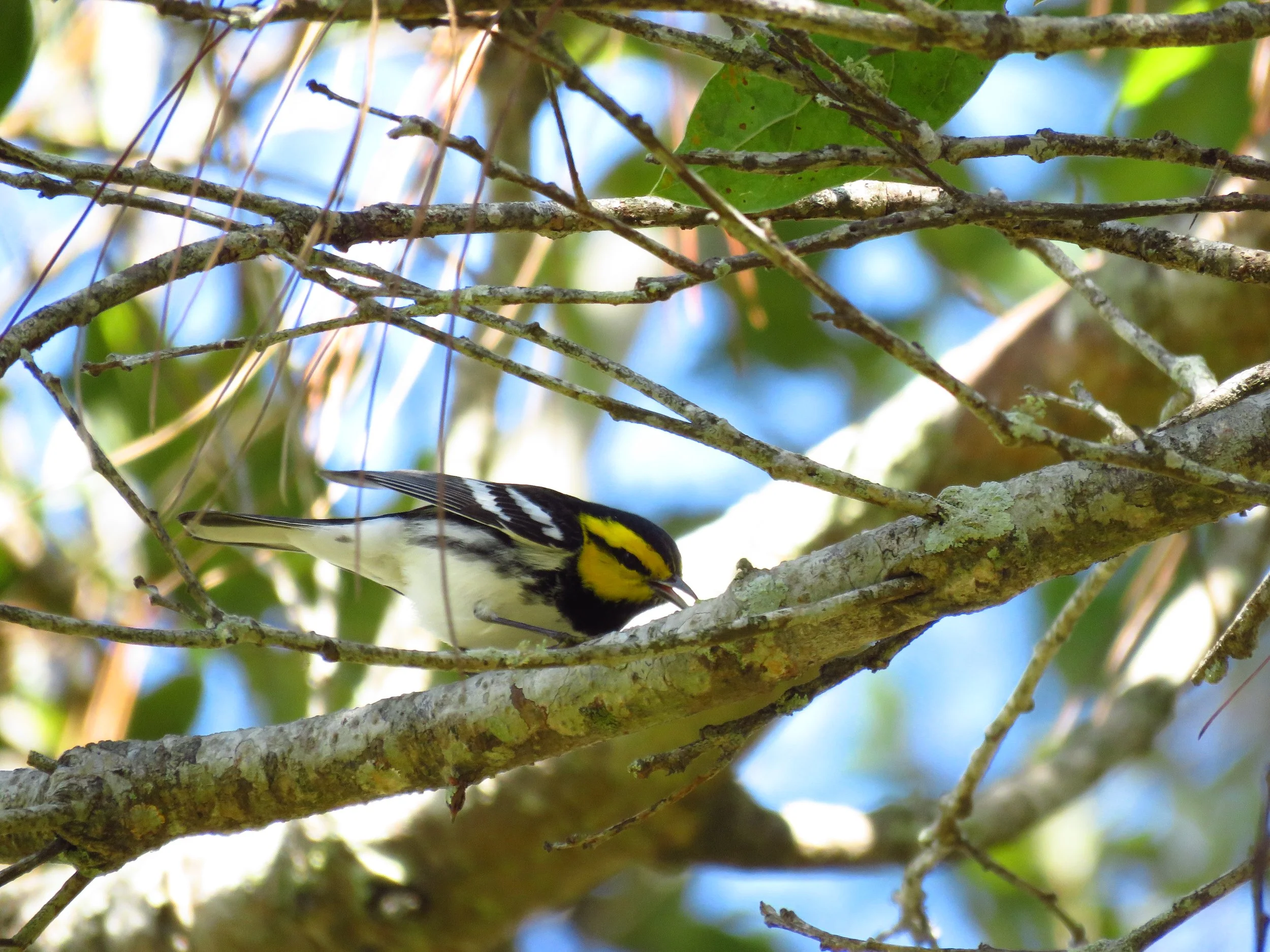 A small yellow and black bird perched on a tree branch among green leaves and twigs in a sunny outdoor setting.