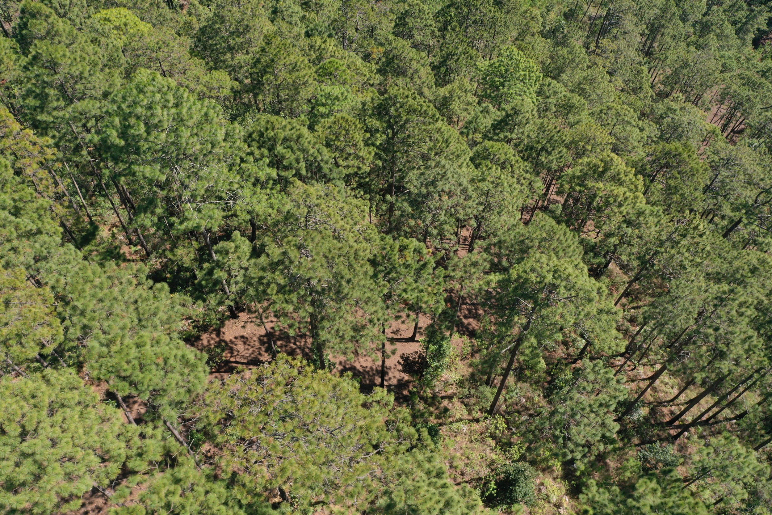 Aerial view of a dense pine forest with green trees and visible dirt pathways.