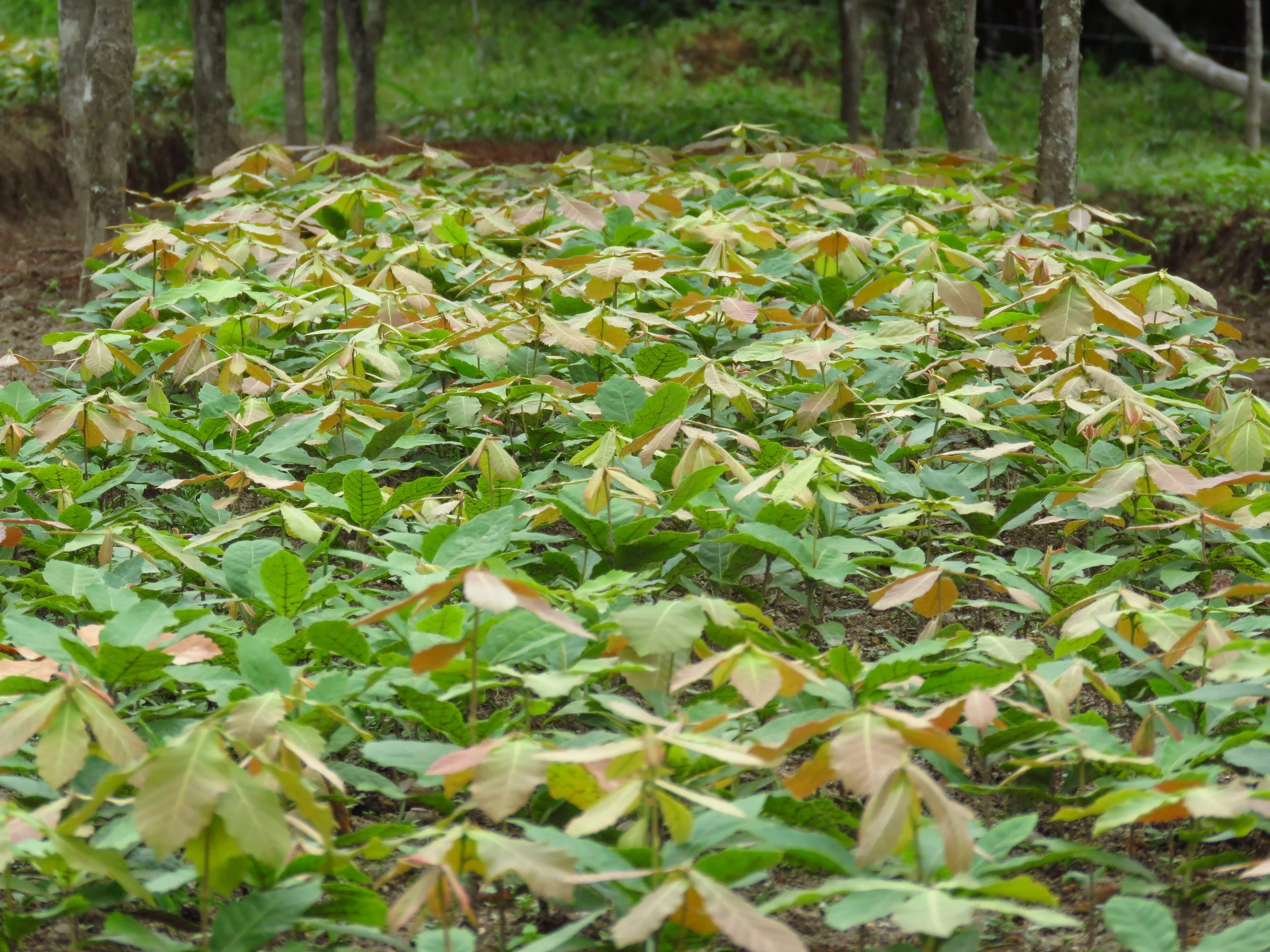 A field of green and reddish plants in a forested area with trees in the background.